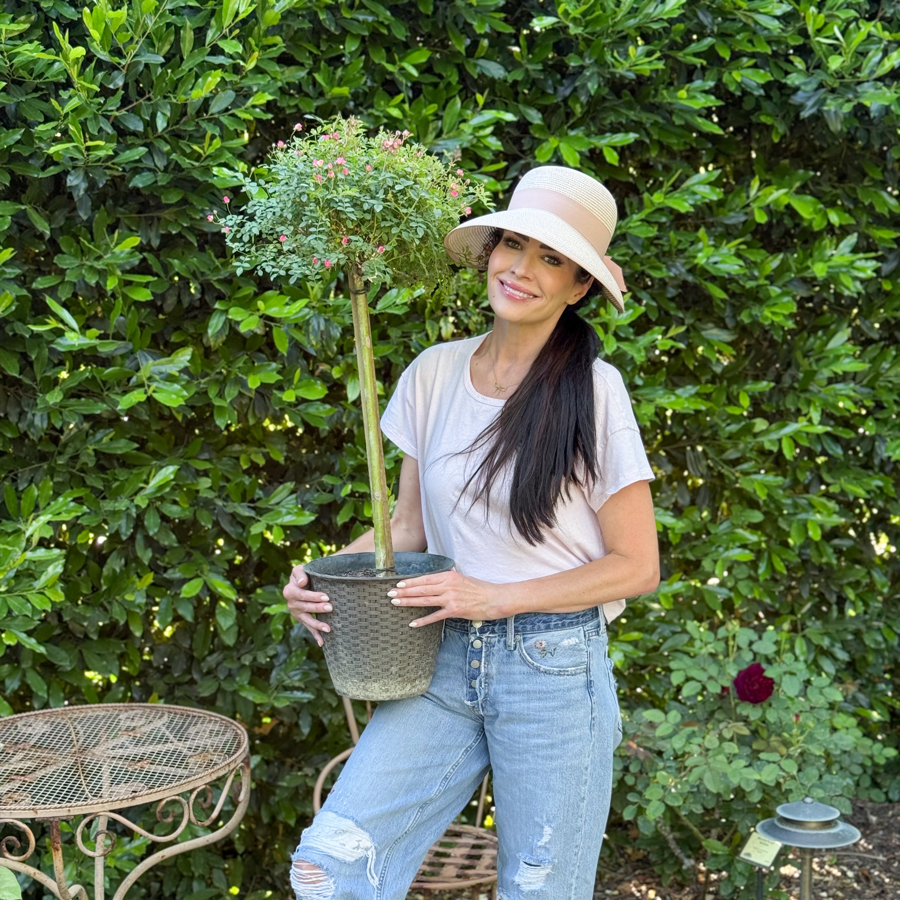 Wanderlust Roses™ Pink Tumbleweed™ Potted Tree Rose - 10" Decorative Basket Weave Container