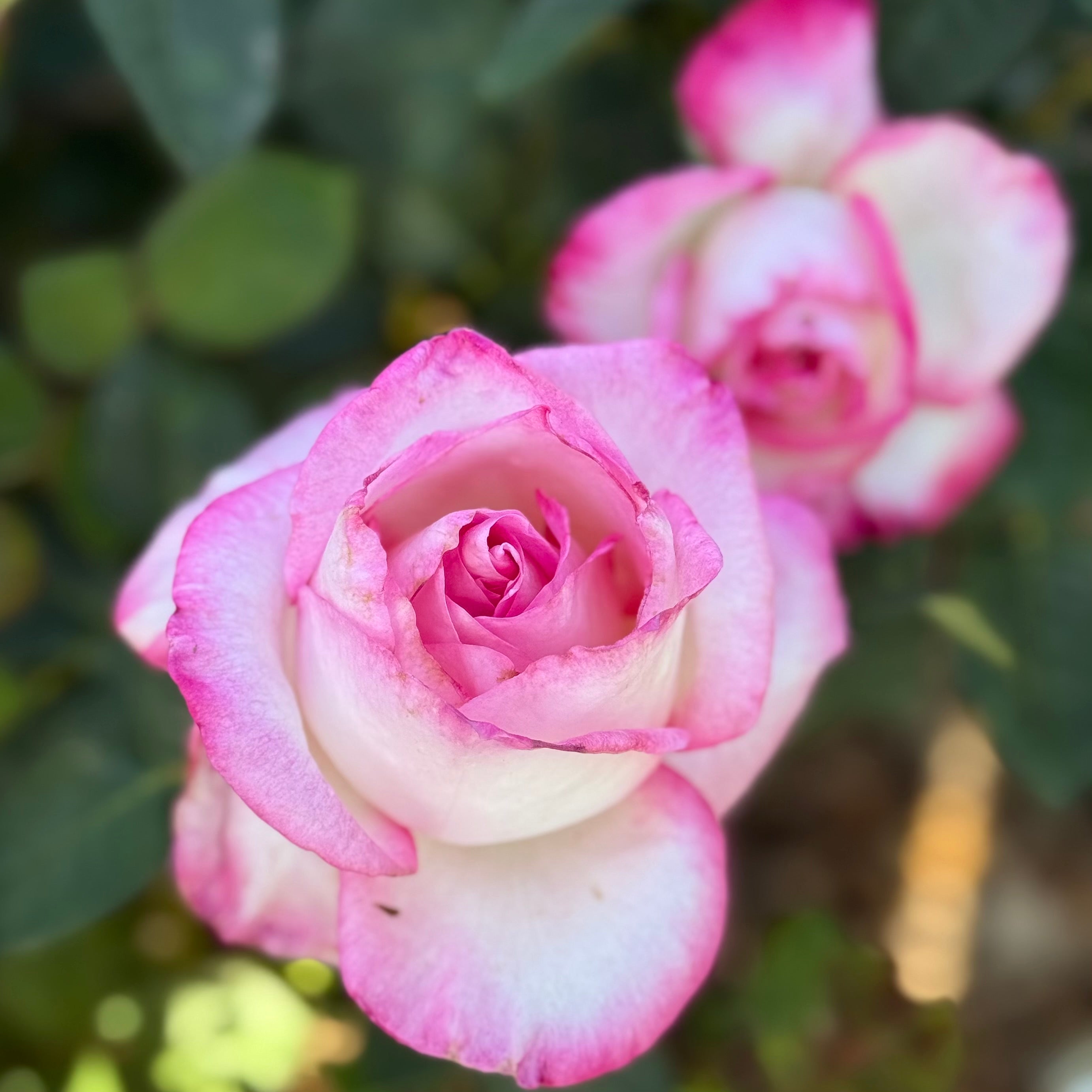 California Dreamin Tree Rose | Yellow Tree Rose | Grace Rose Farm