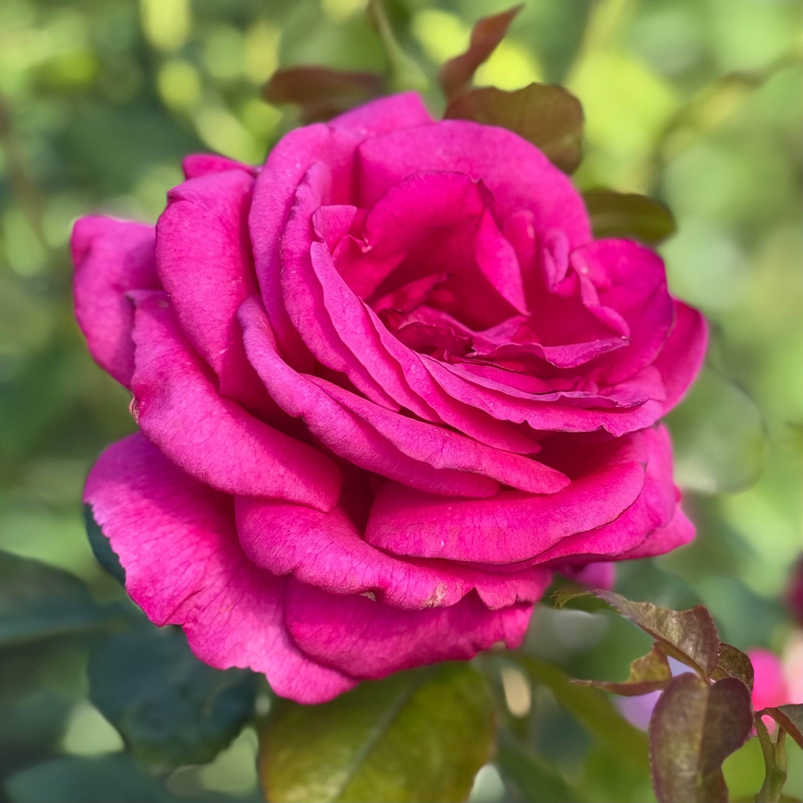 Della Reese Rose | Floribunda Rose Bush | Grace Rose Farm