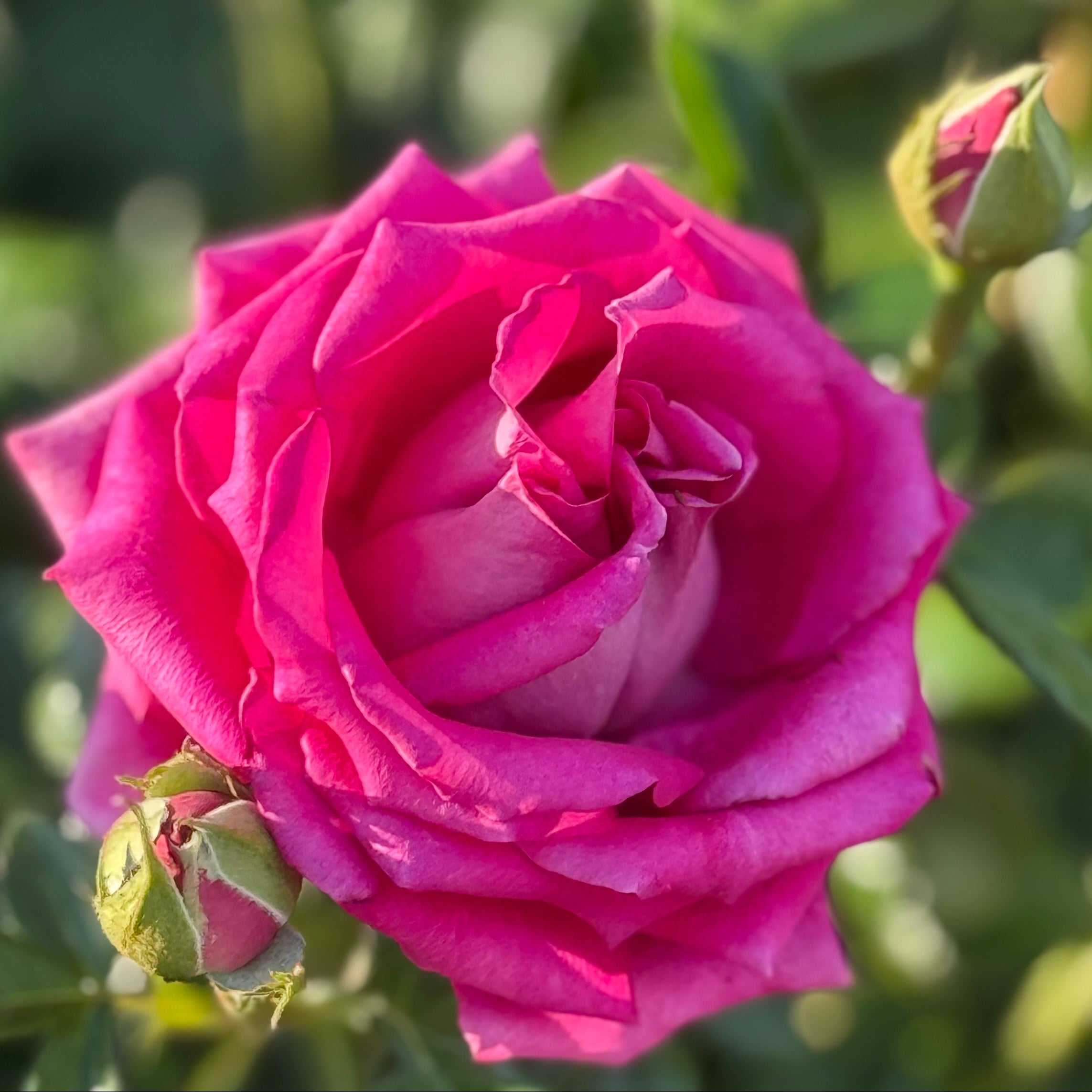 Stiletto Rose | Elegant Potted Rose Bush | Grace Rose Farm