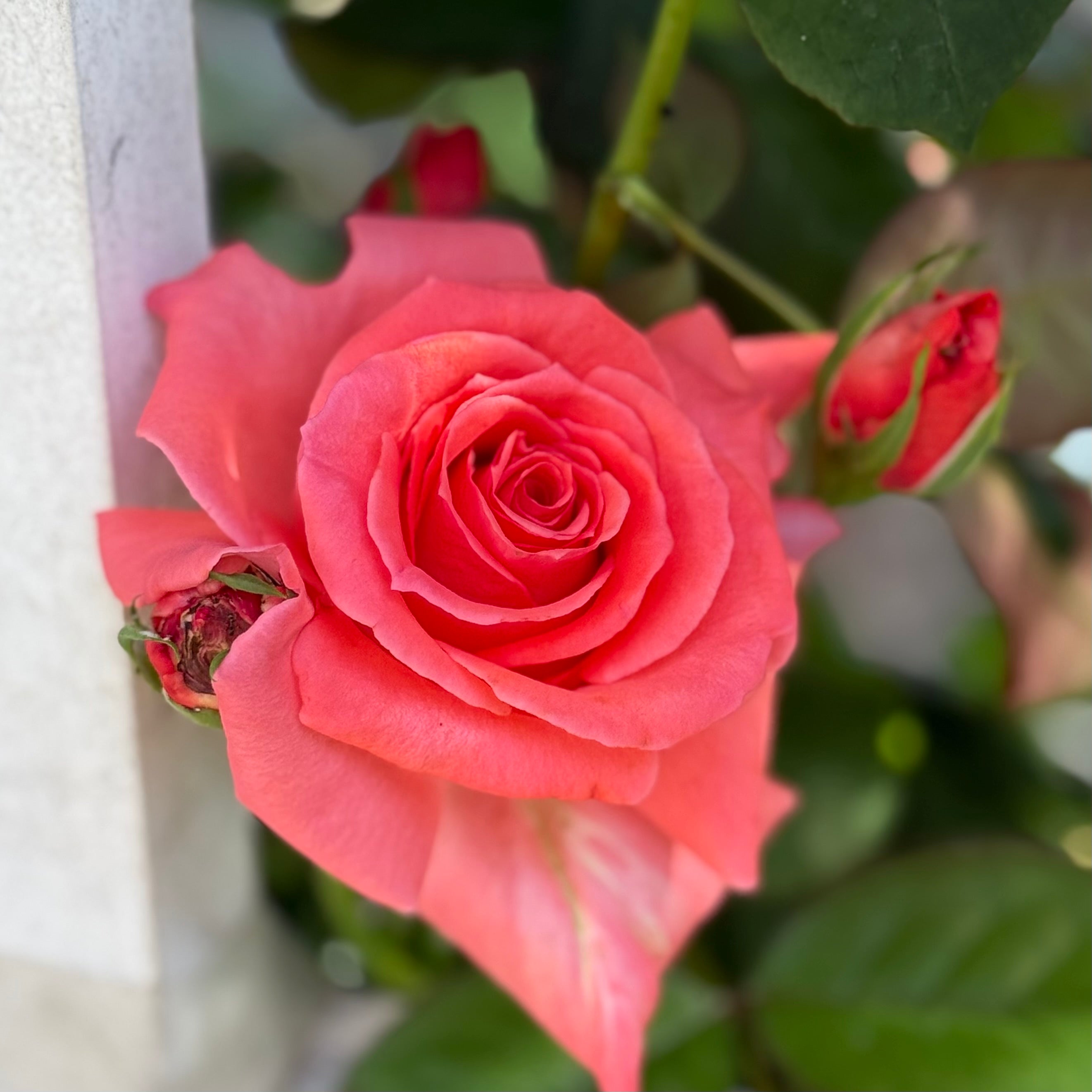 America™ Bare Root Climbing Rose