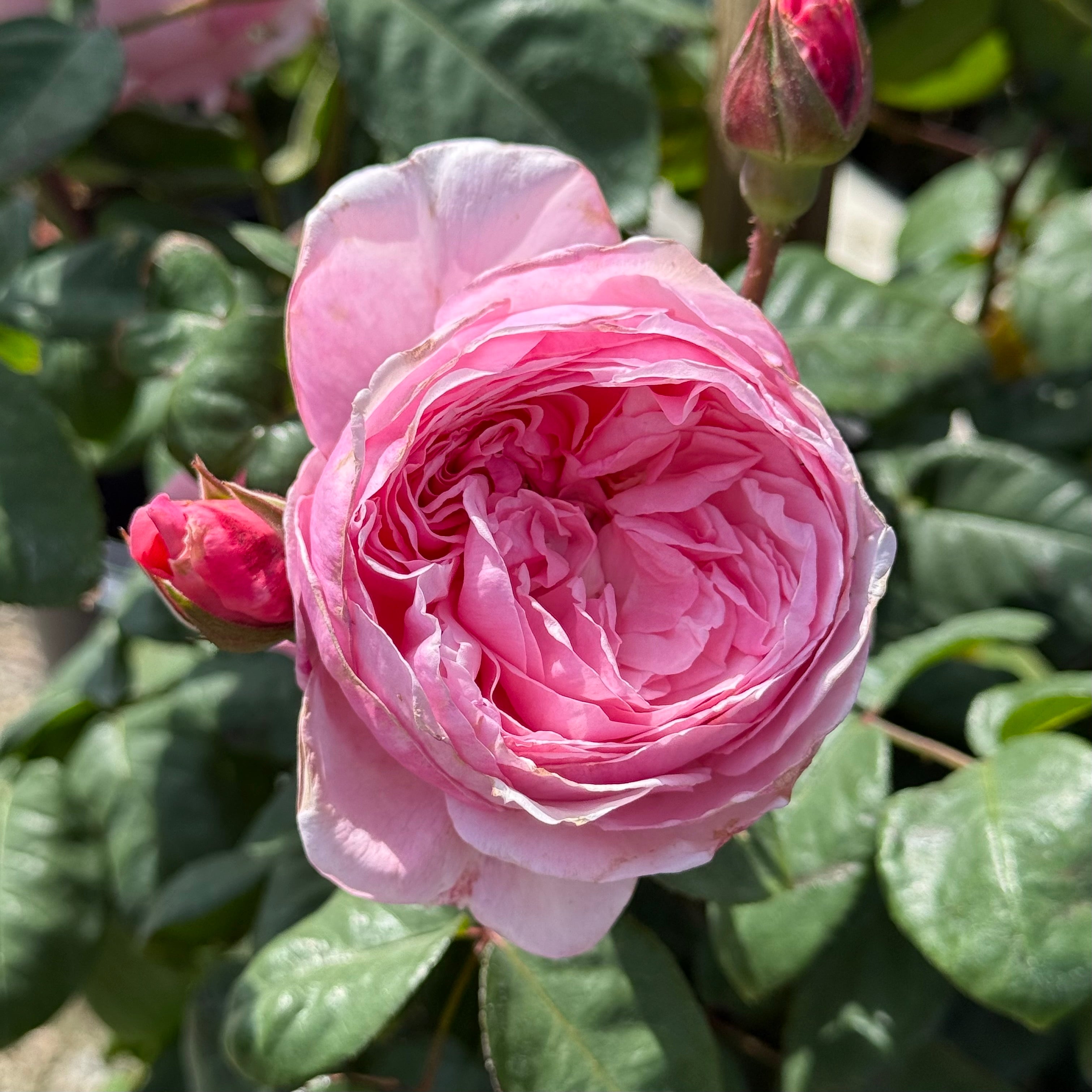 Arborose® Kiss Me Kate™ Potted Climbing Rose - Grace Rose Farm