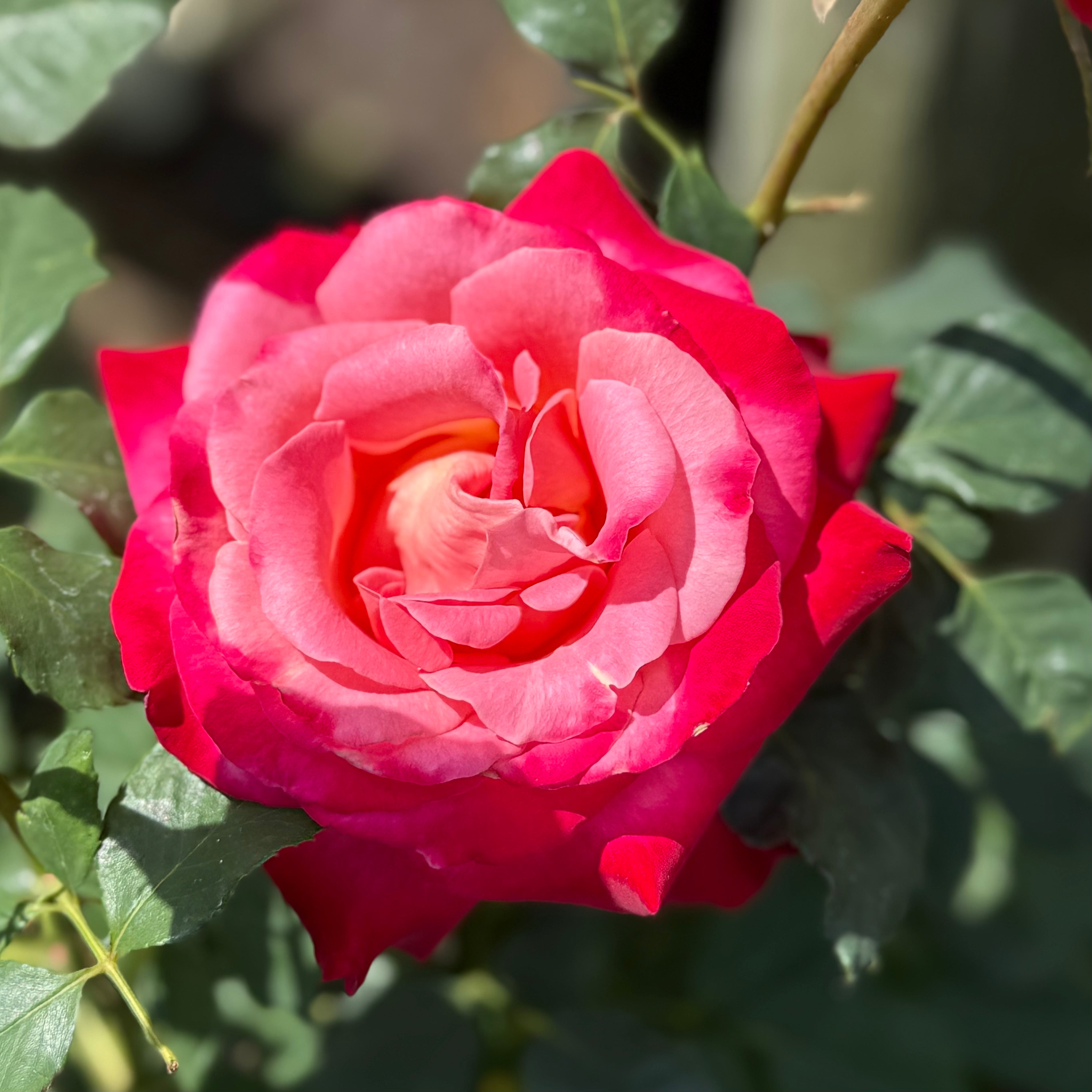 Mon Cheri™ Potted Rose Bush