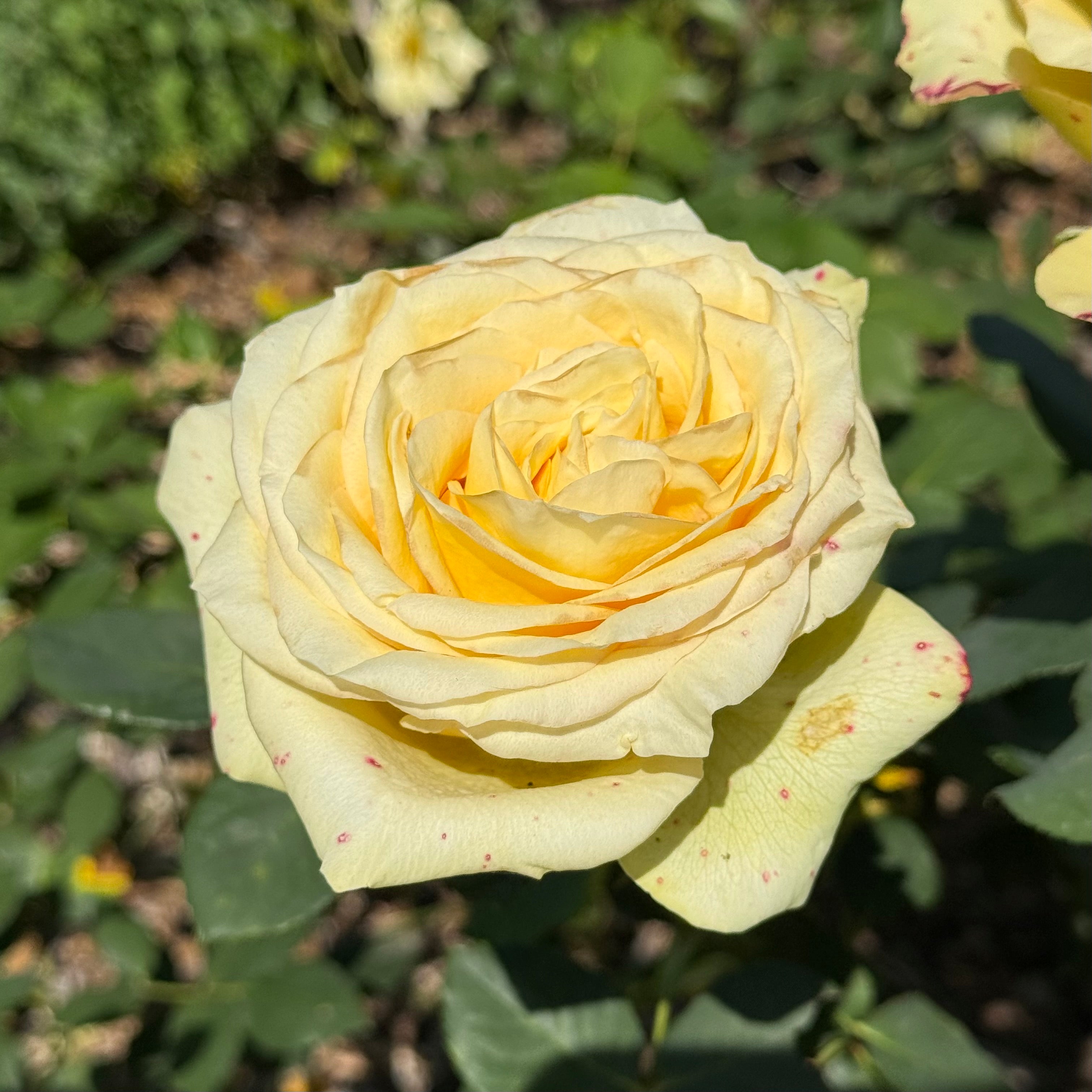 St Patrick™ Potted Rose Bush