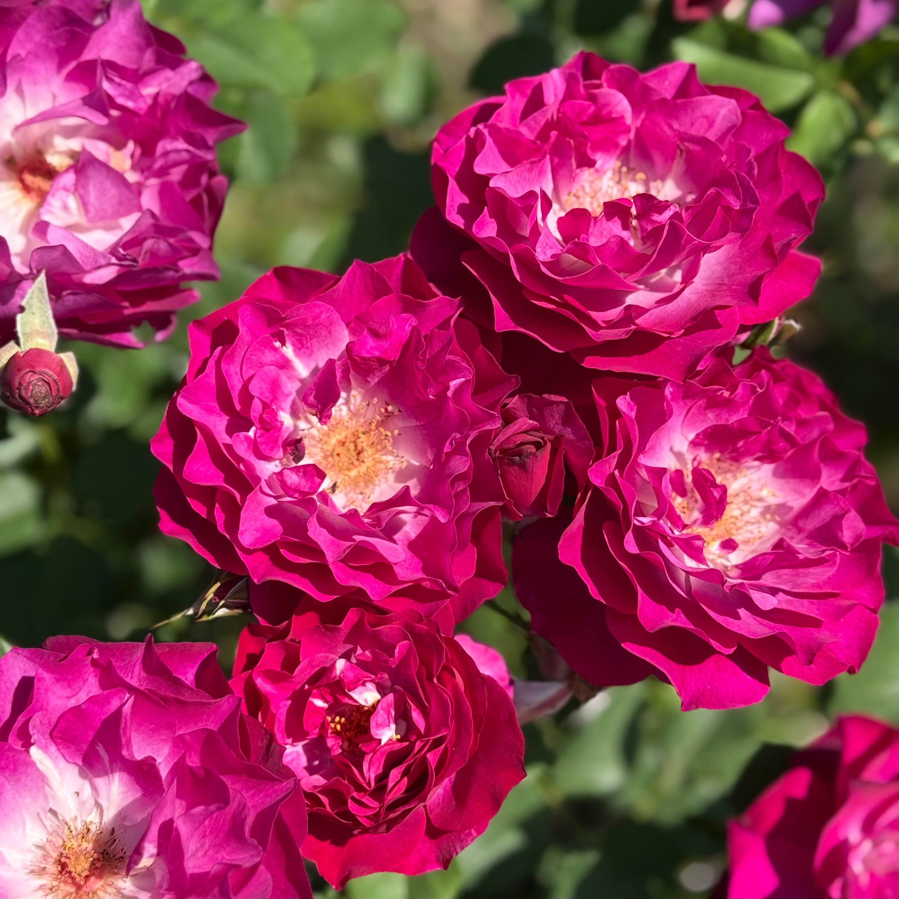 Wild Blue Yonder™ Potted Rose Bush