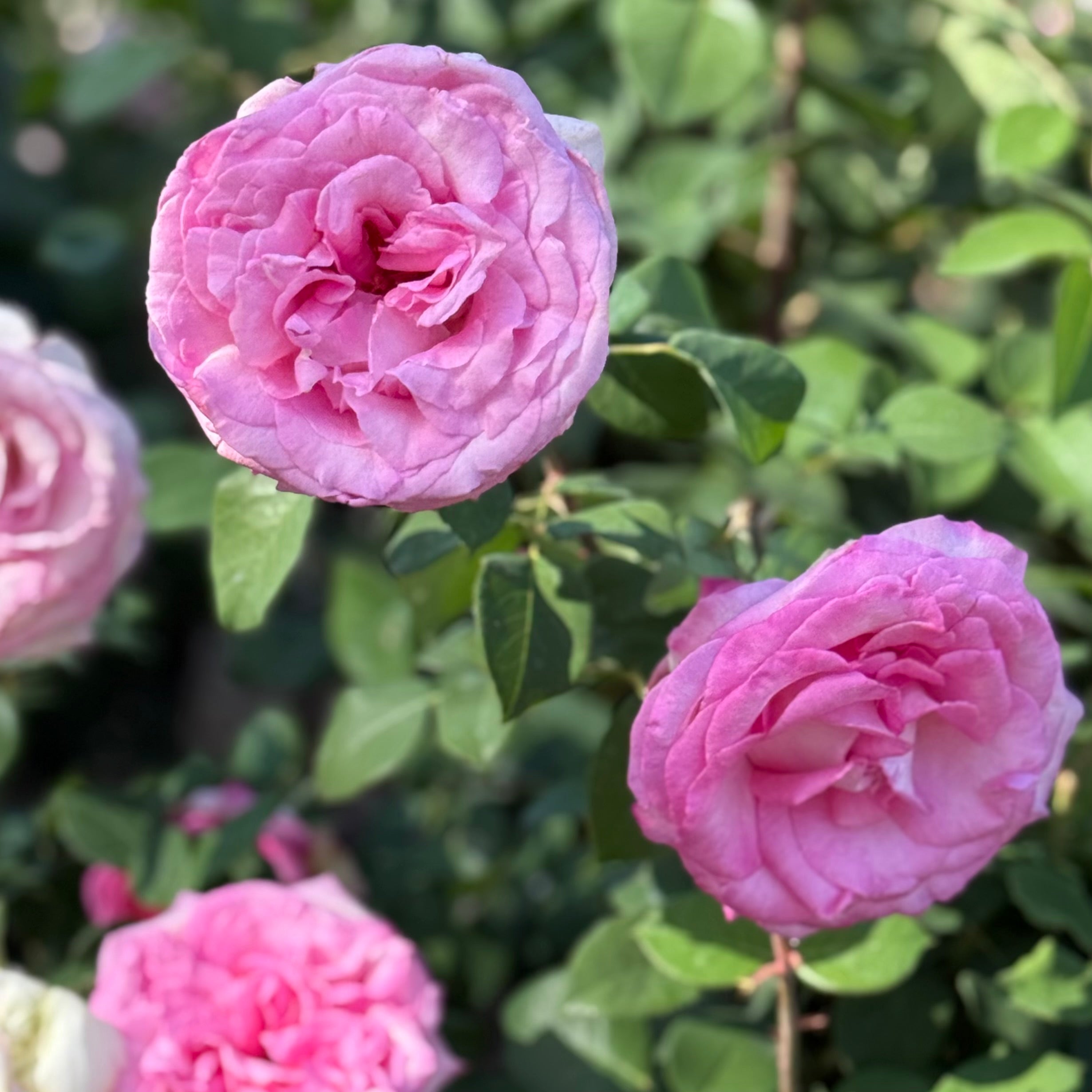 Eleganza® Beverly™  Potted Rose Bush