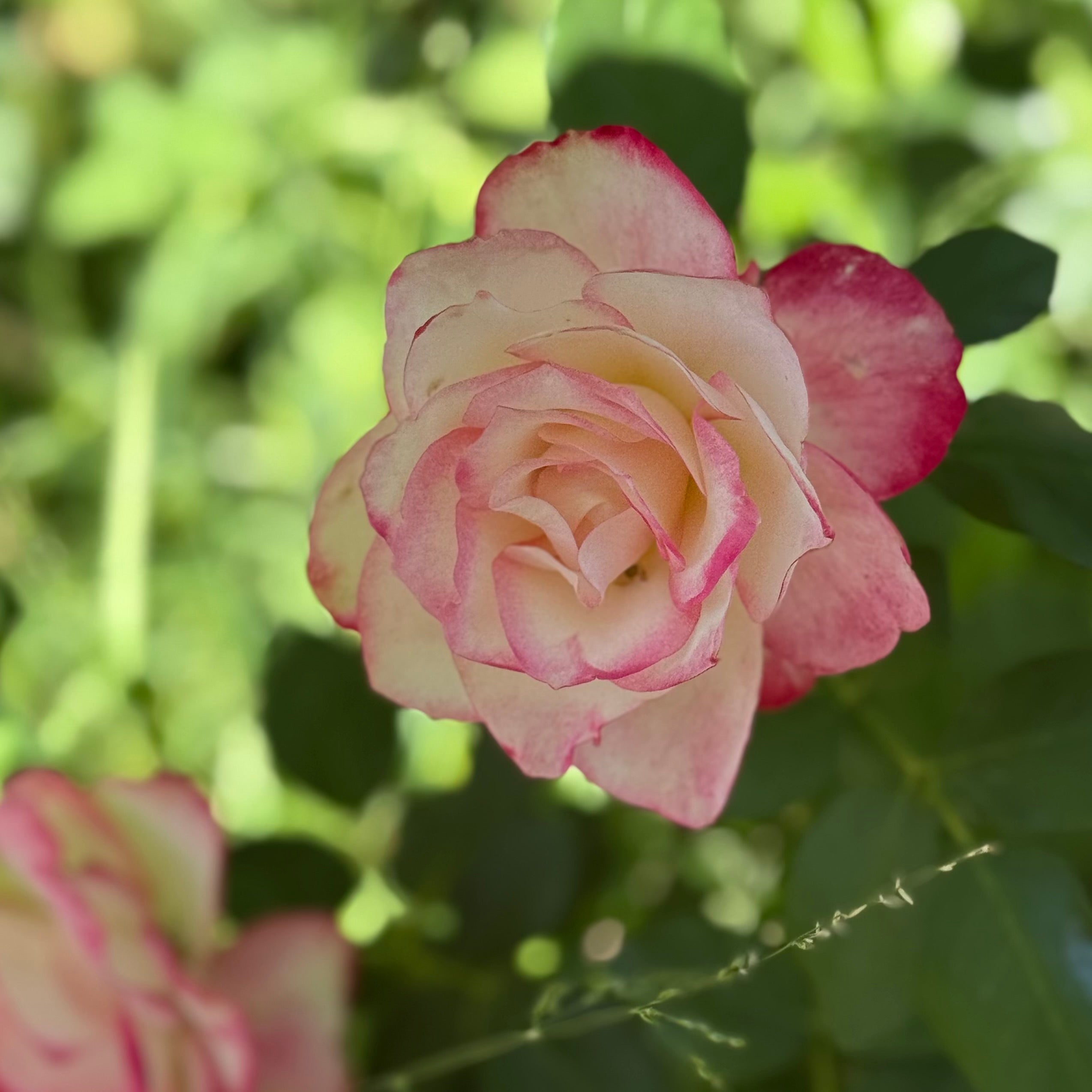 Cherry Parfait™ Potted Tree Rose