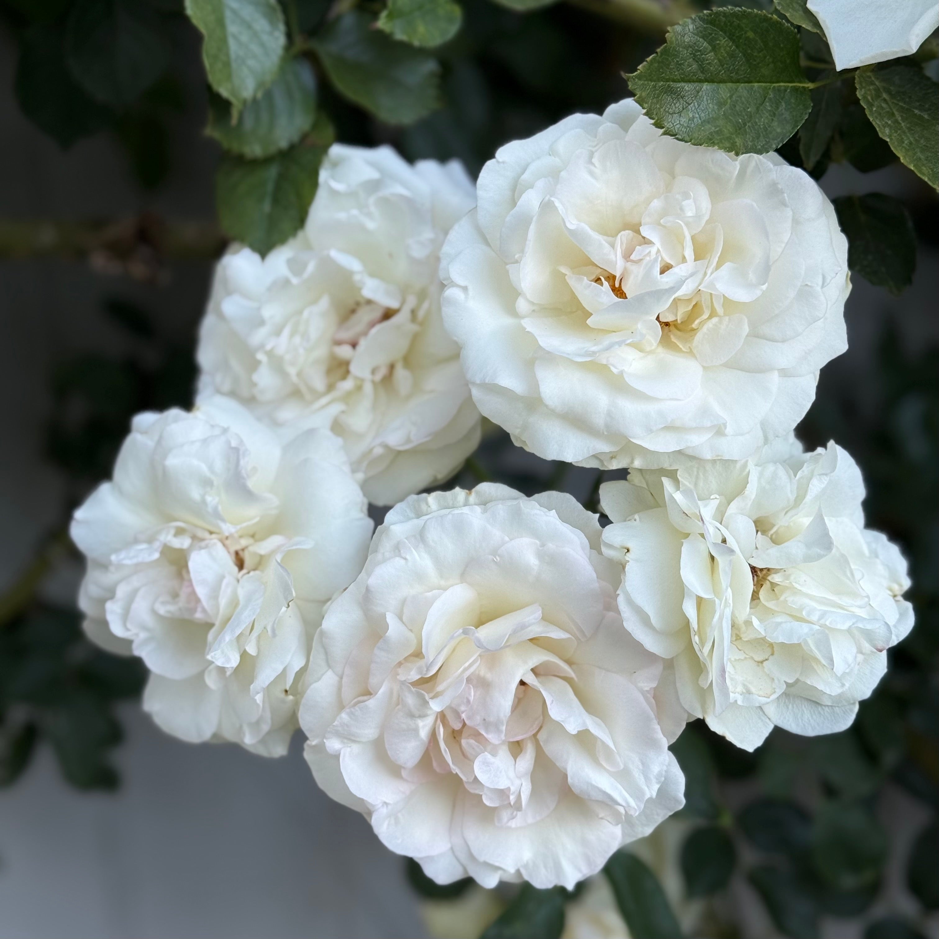 Eden Climber® White Potted Climbing Rose
