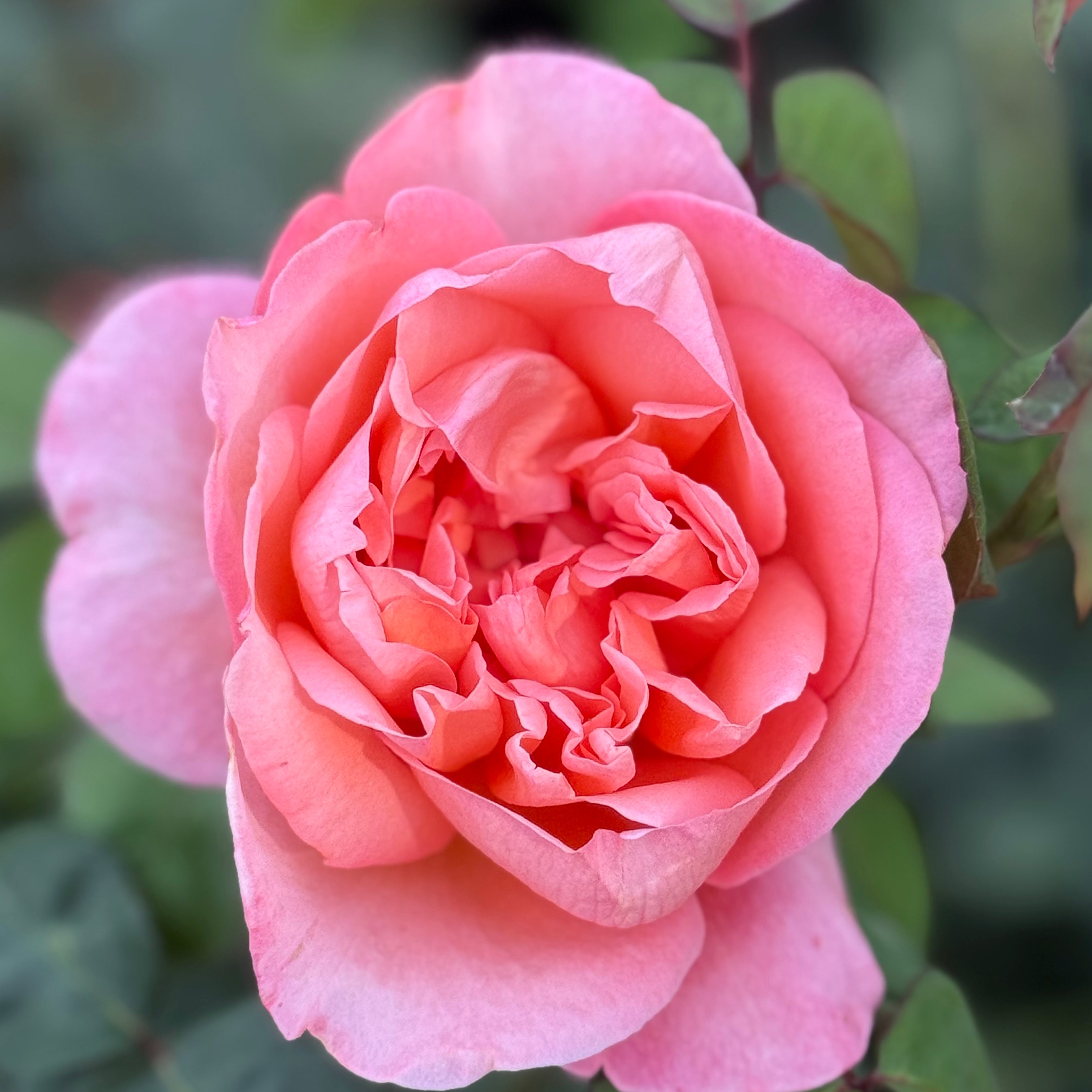 Sweet Mademoiselle™ Potted Rose Bush