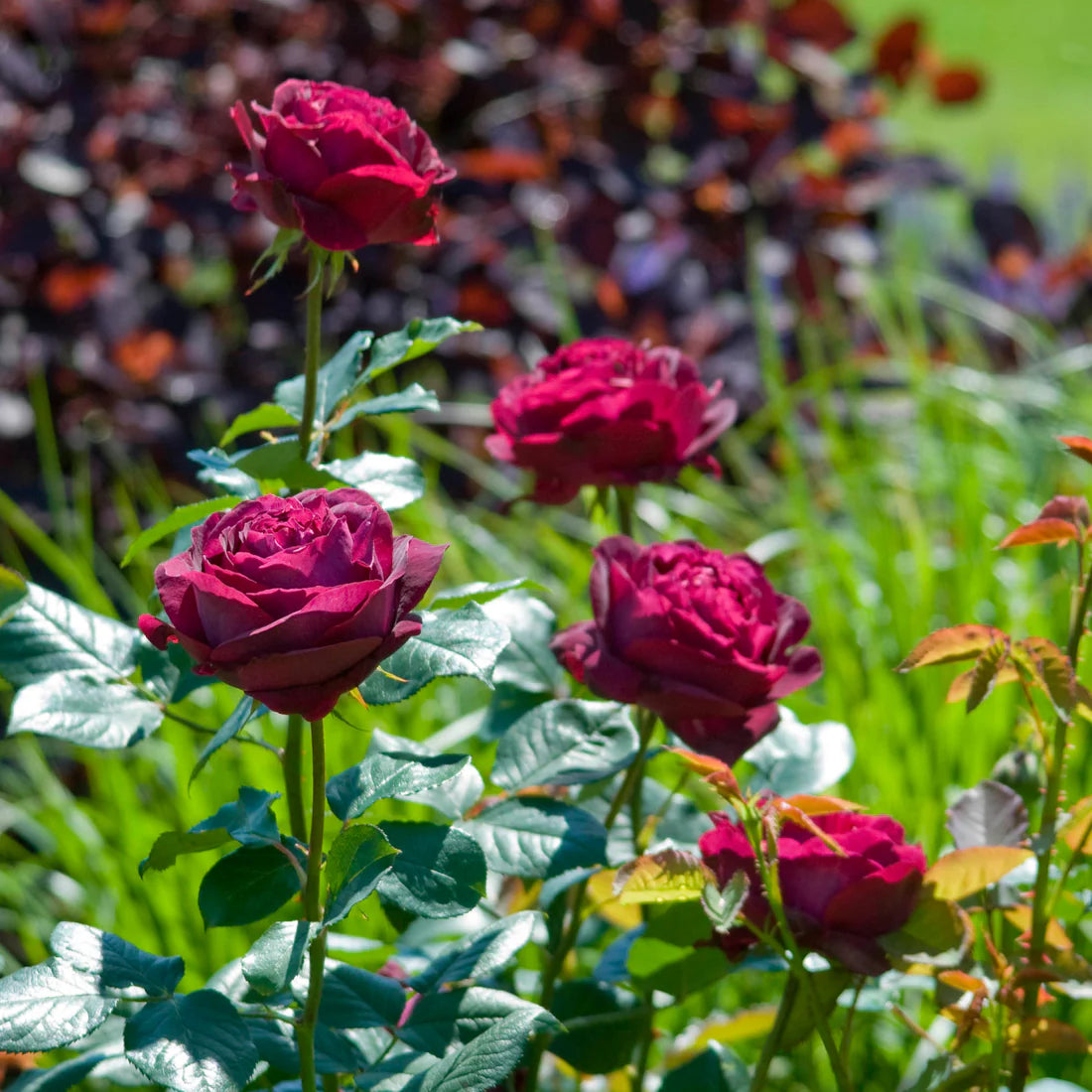 David Austin Falstaff Rose Bush - Thumbnail 5