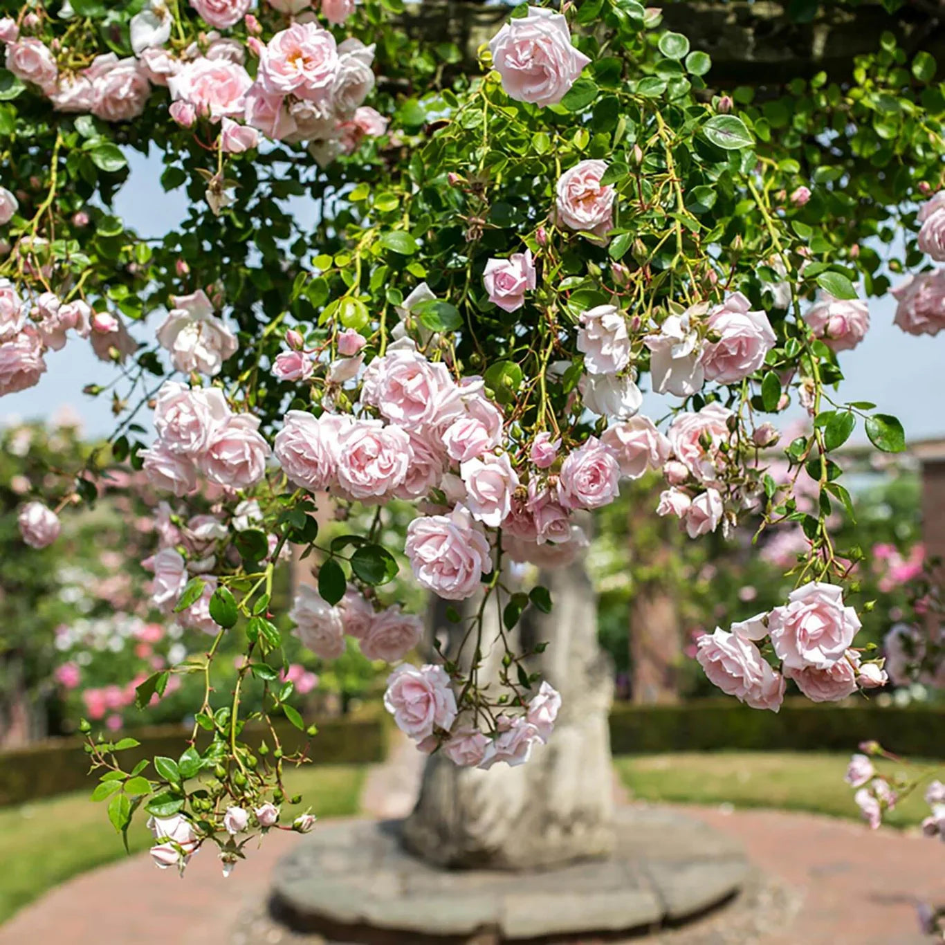 Grace Rose Farm New Dawn Climbing Rose