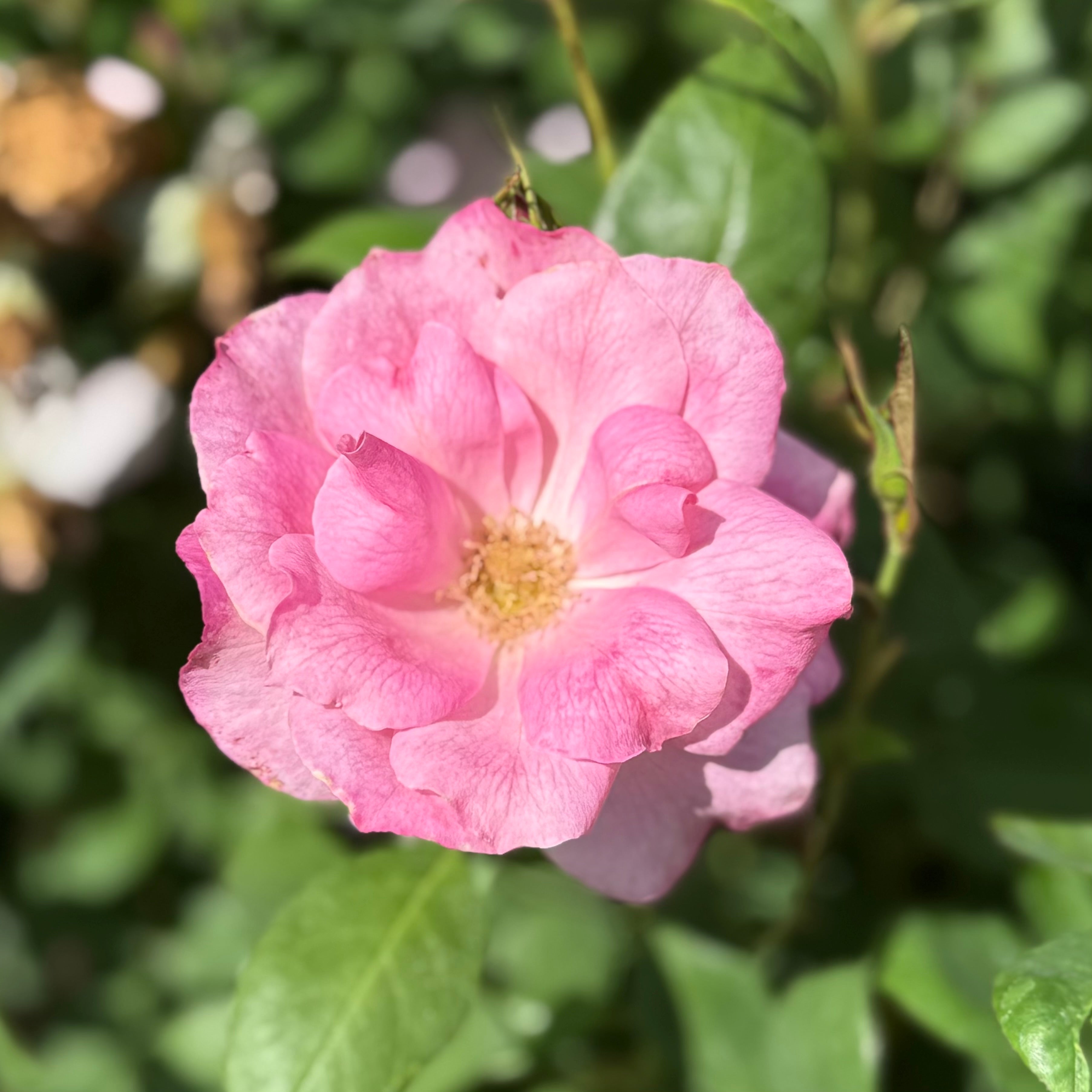 Simplicity Pink Potted Rose Bush