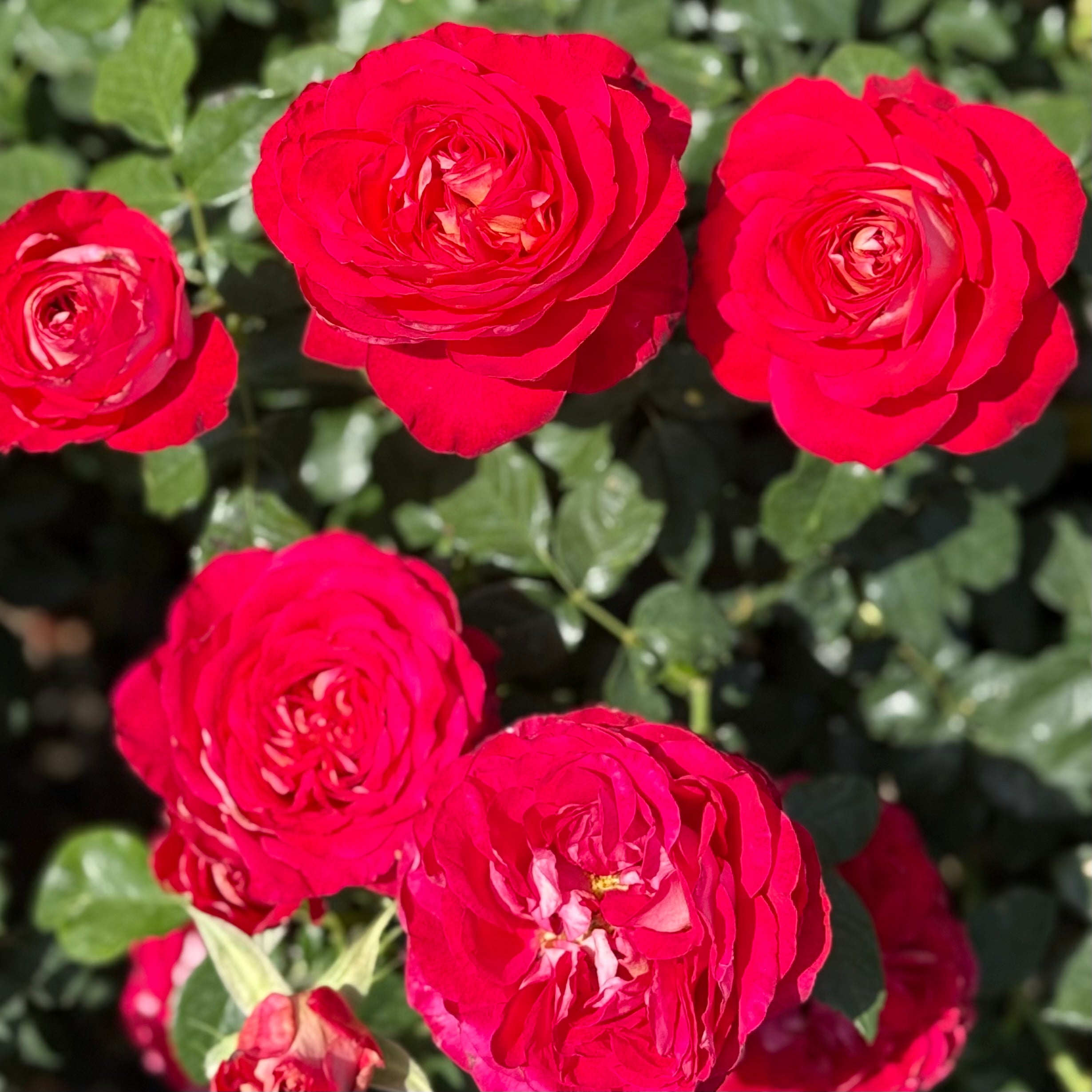 Gypsy Carnival ™ Potted Rose Bush