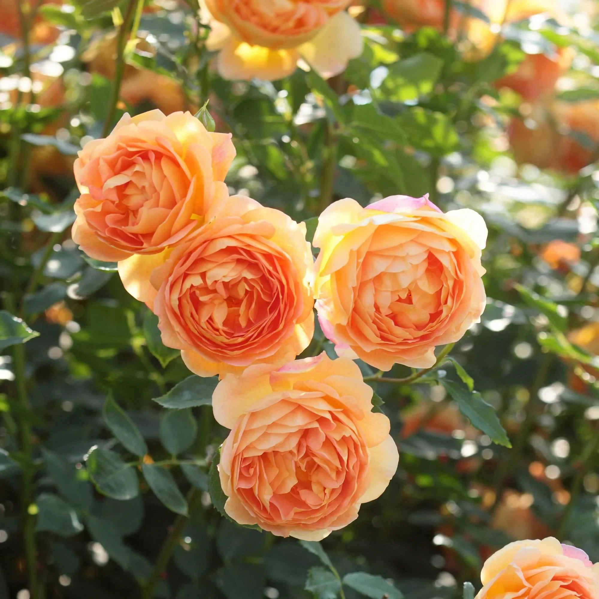 David Austin Roses Lady of Shalott Rose - Thumbnail 4