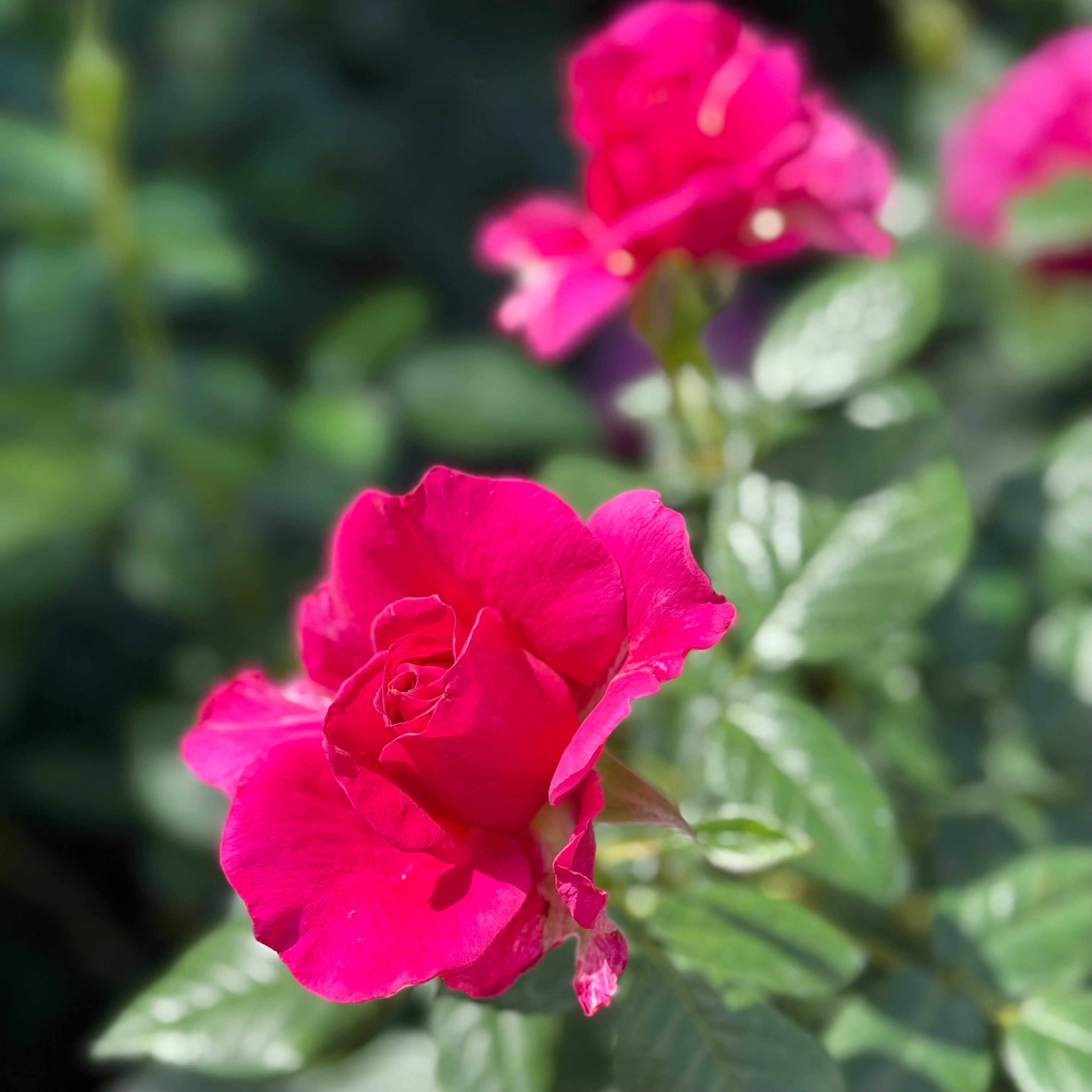 Pretty Lady Rose Potted Rose Bush | Pink Rose Bush | Grace Rose Farm
