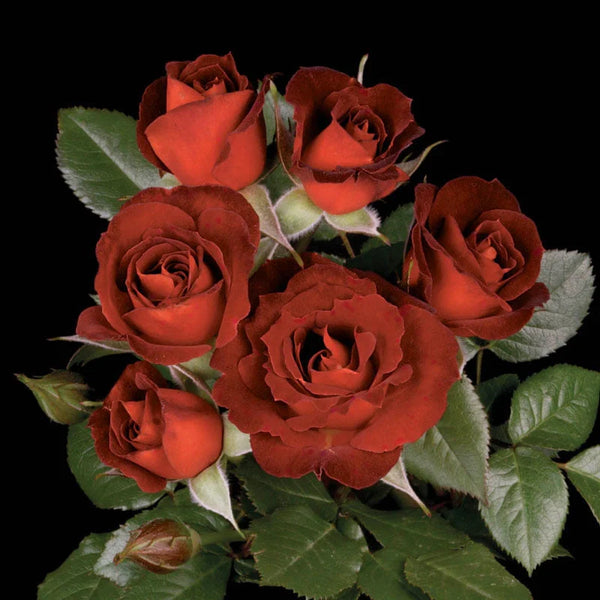 Coffee Bean™ Potted Rose Bush