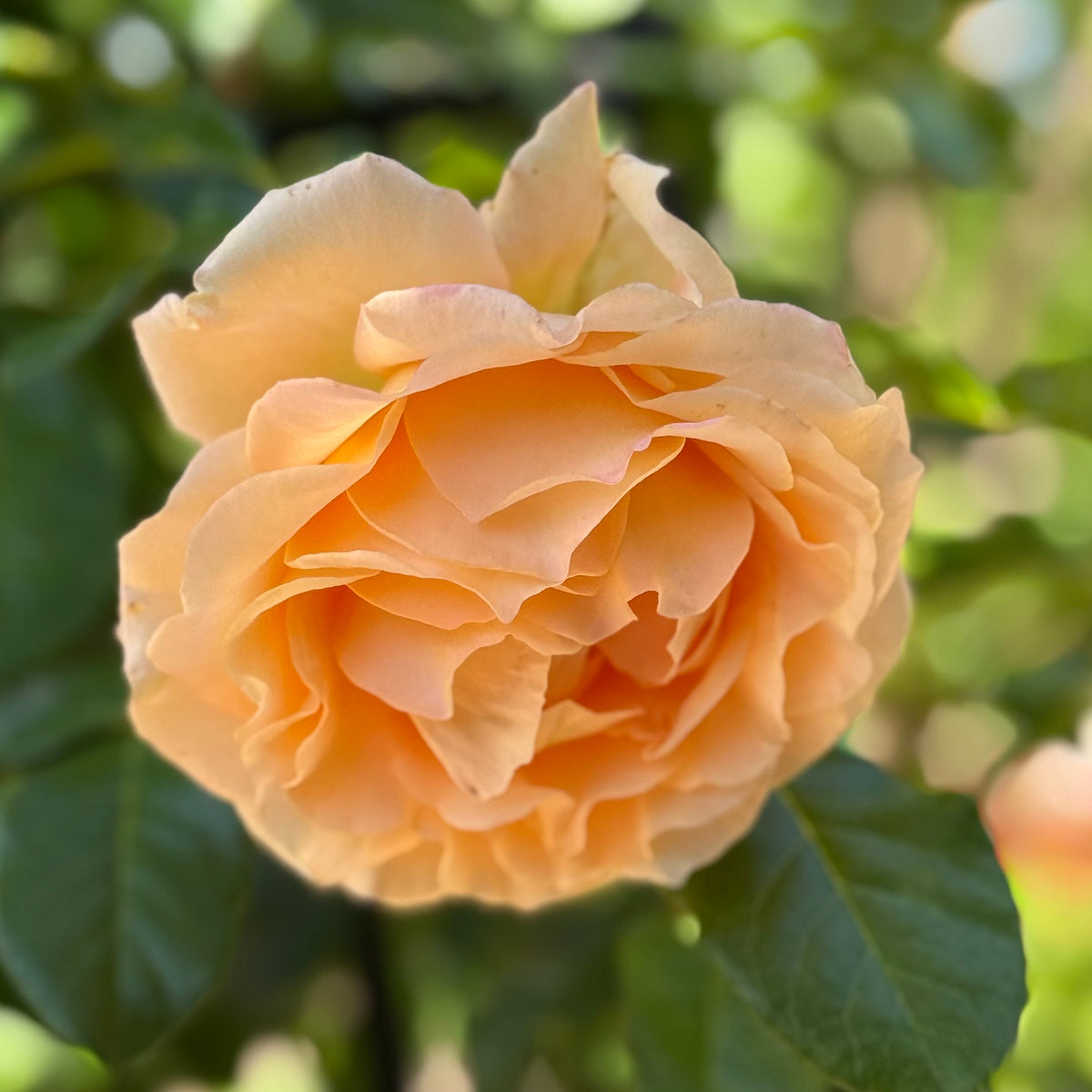 Golden Opportunity™ Bare Root Climbing Rose Bush