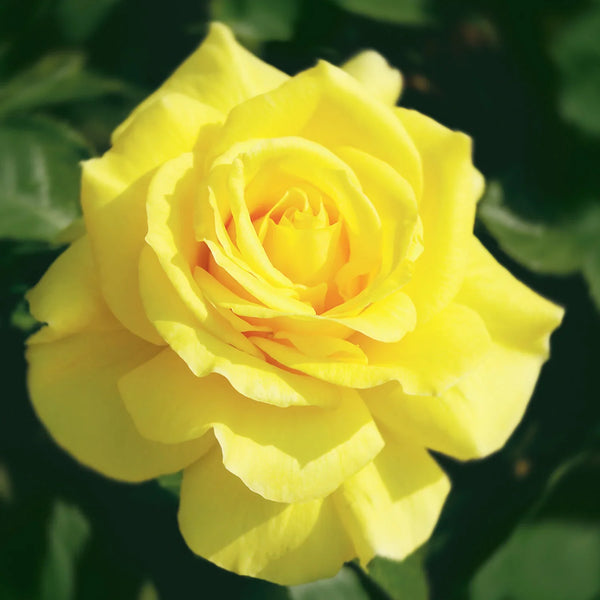Sunsprite™ Potted Tree Rose