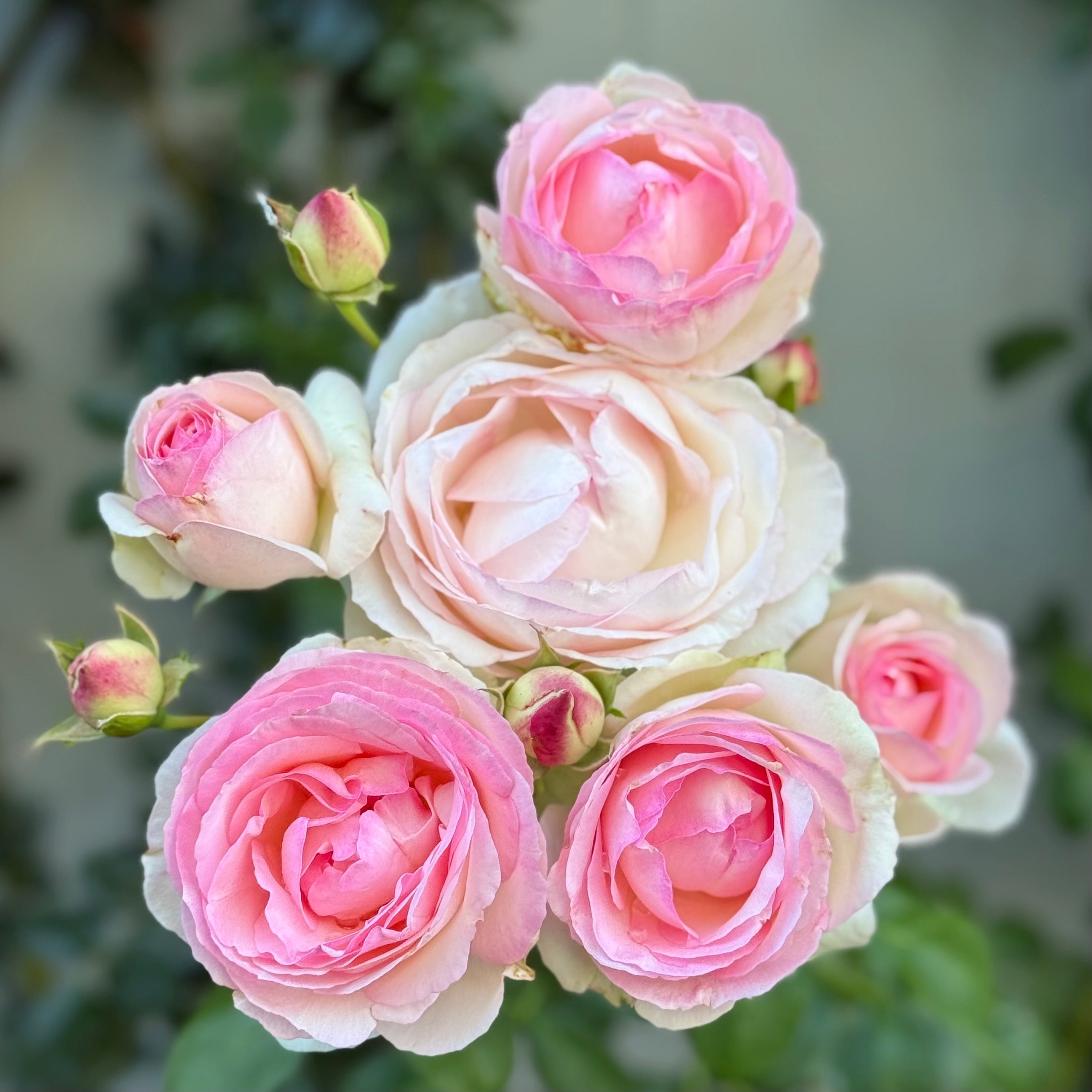 Eden Climber® Potted Climbing Rose