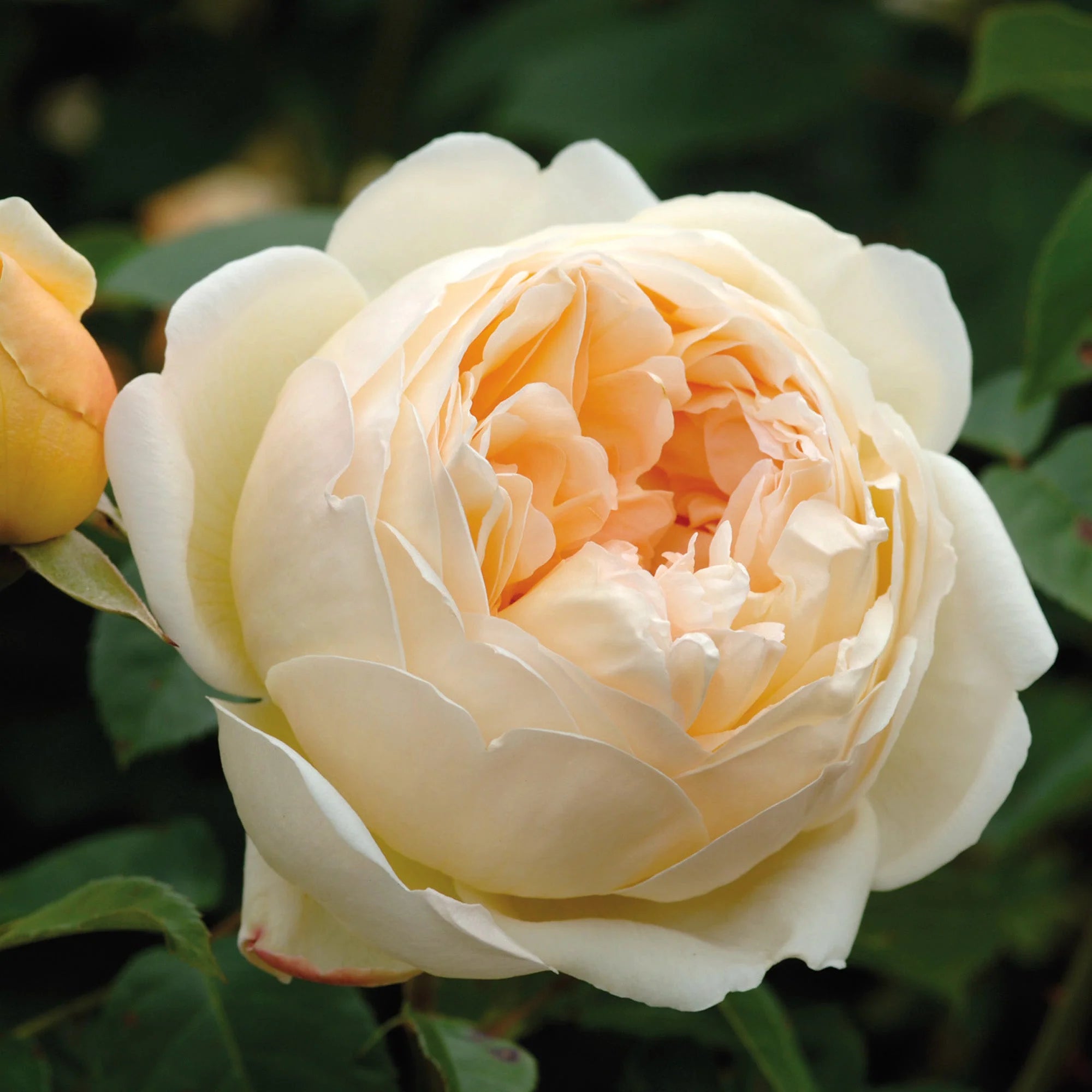David Austin Roses Jude the Obscure Rose Bush - Thumbnail 2