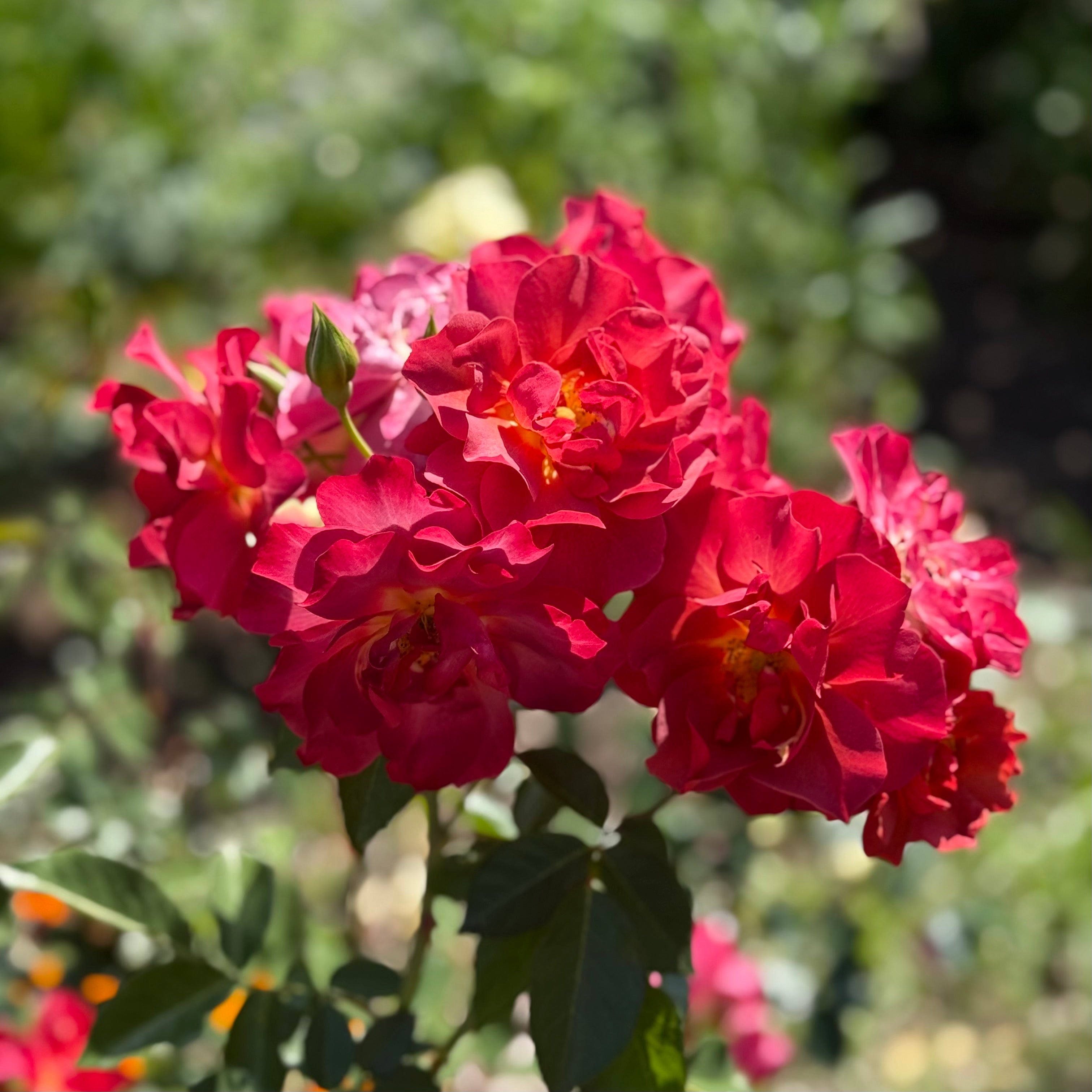 Cinco de Mayo™ Potted Rose Bush