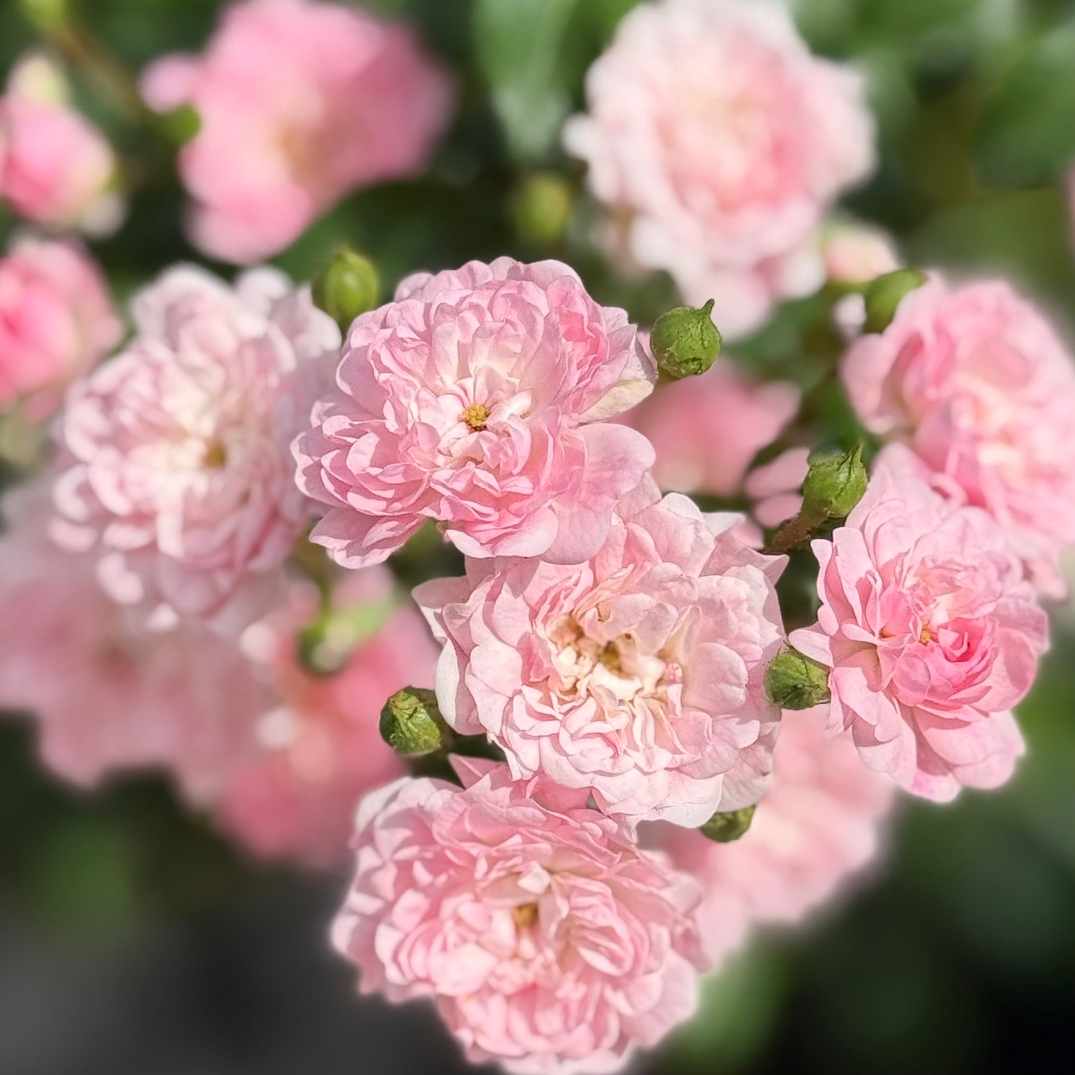 The Fairy Potted Rose Bush