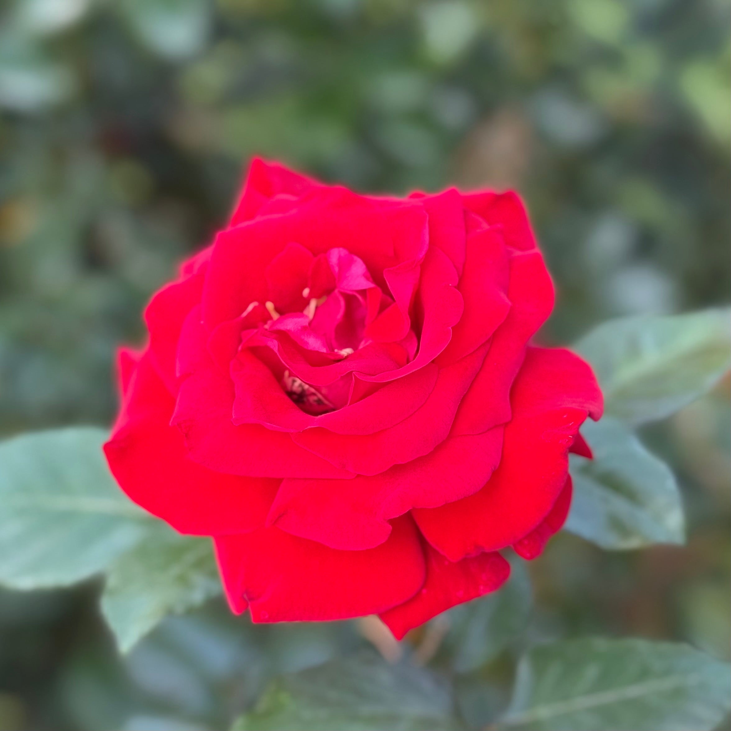 Drop Dead Red™ Potted Rose Bush