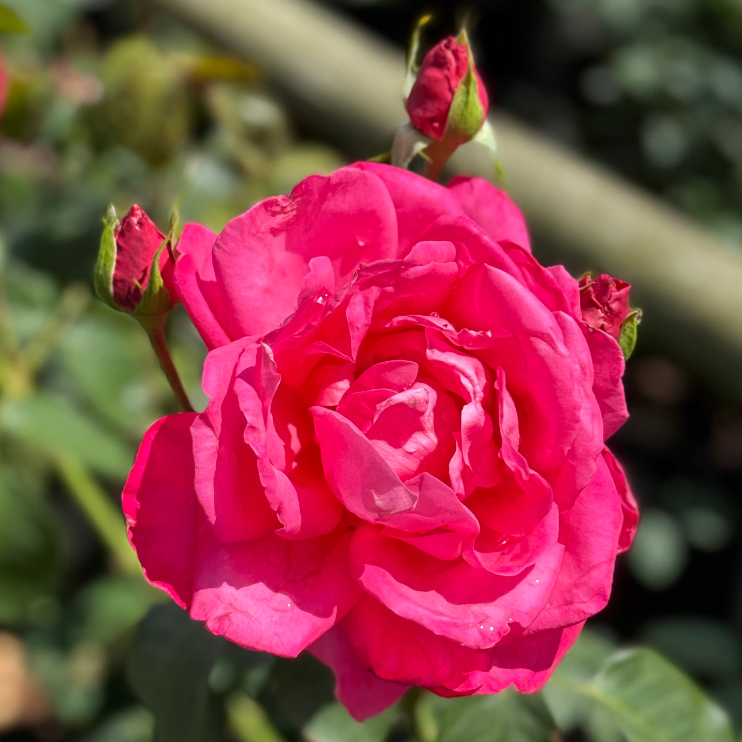 Miss All-American Beauty Tree Rose | Pink Tree Rose | Grace Rose Farm