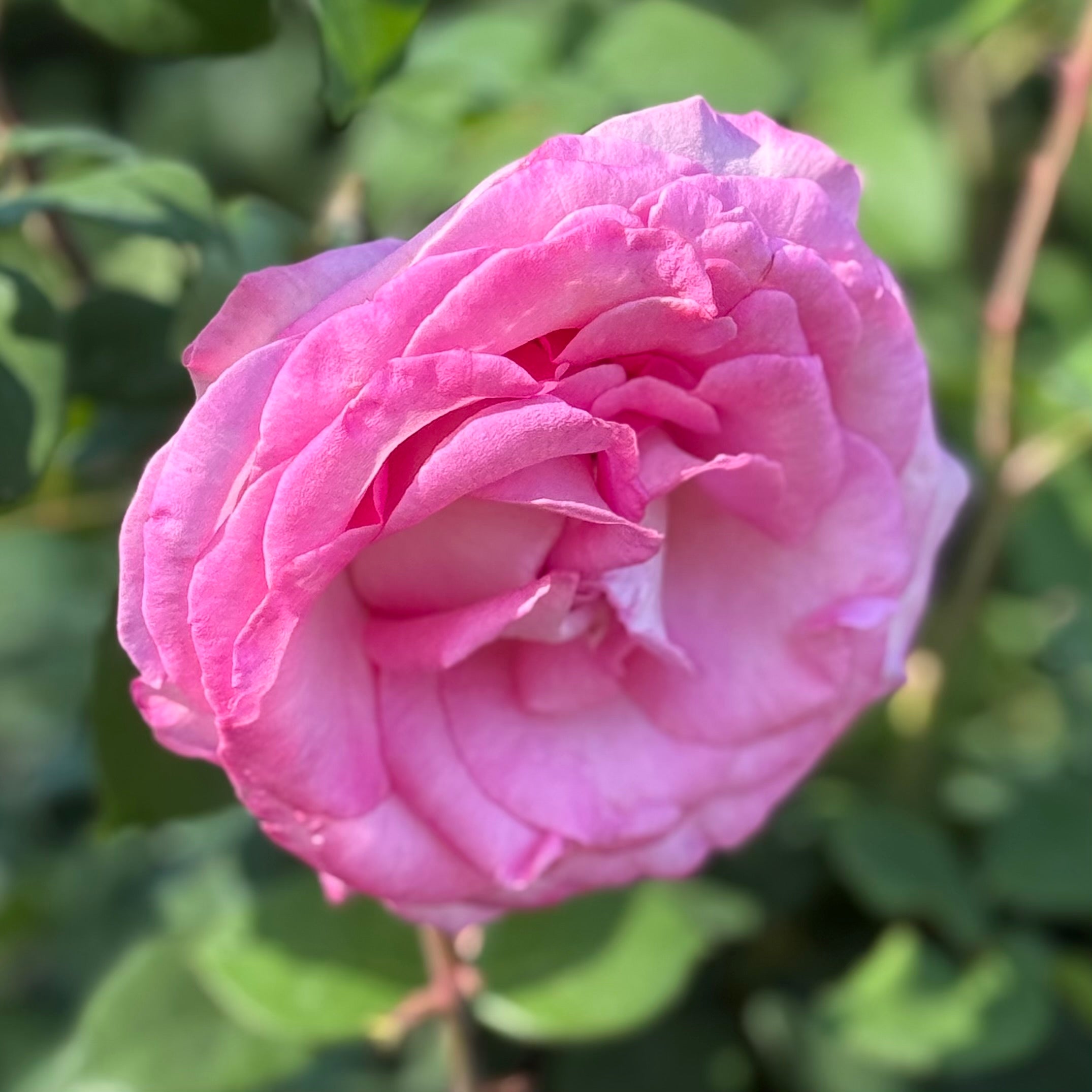 Eleganza® Beverly™  Potted Rose Bush