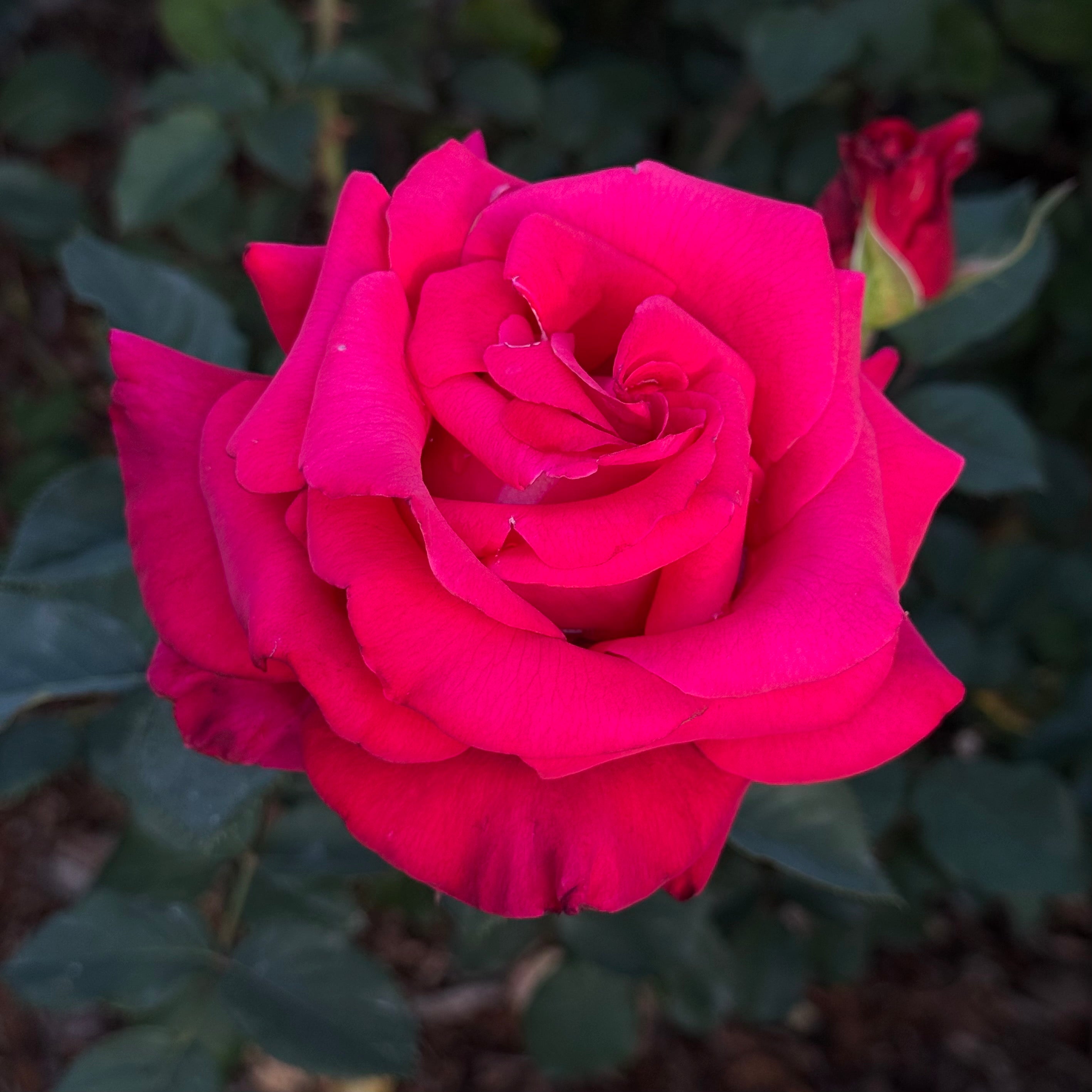 Let Freedom Ring Potted Rose Bush | Patriotic Red Rose | Grace