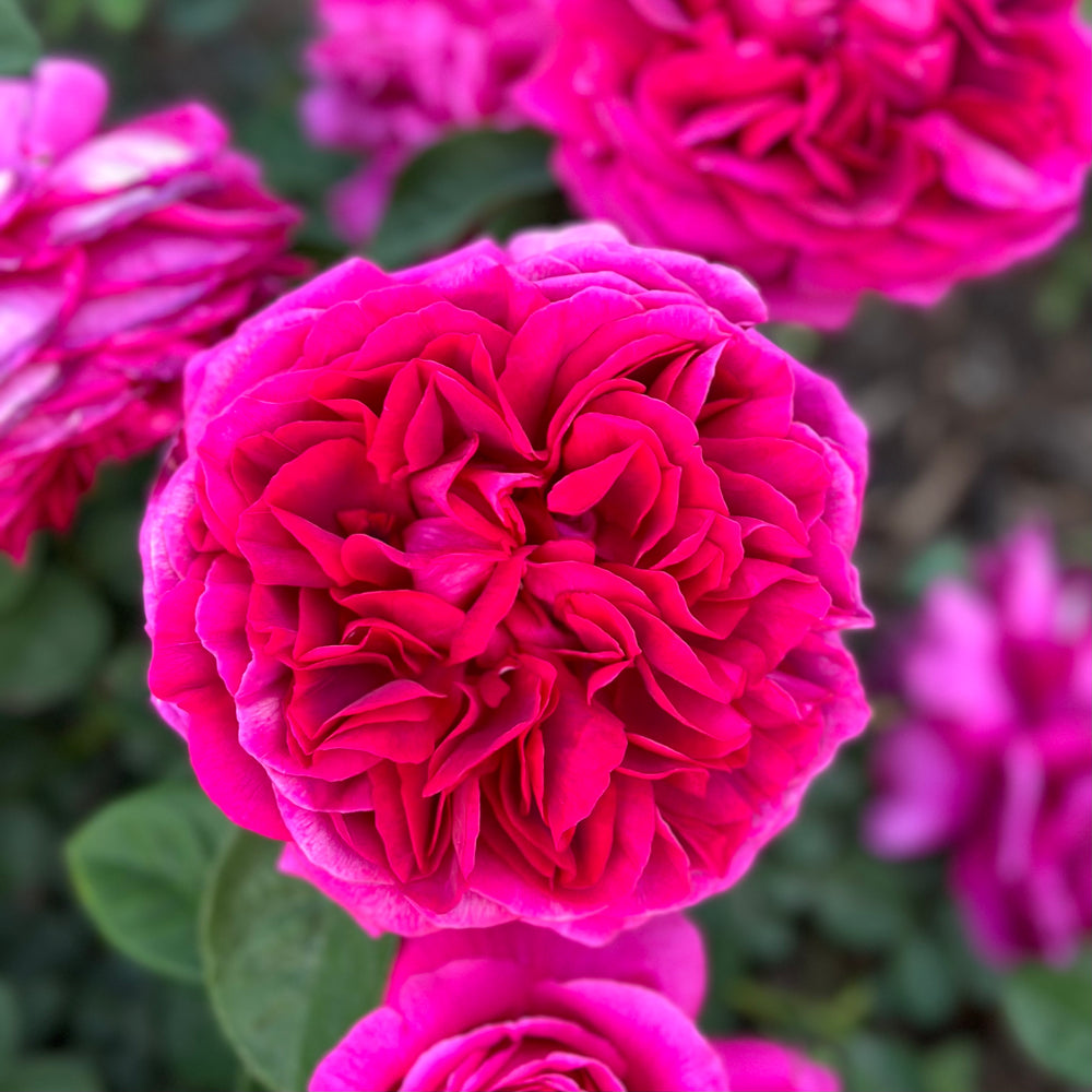 Red Rose Bushes | Deep Red And Burgundy Varieties | Grace Rose Farm