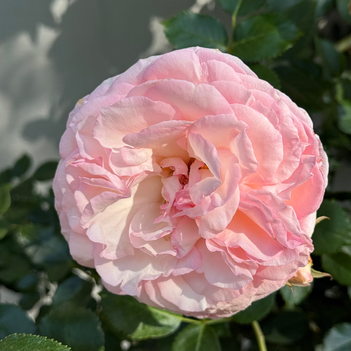 Eden Climber®   Bare Root Climbing Rose