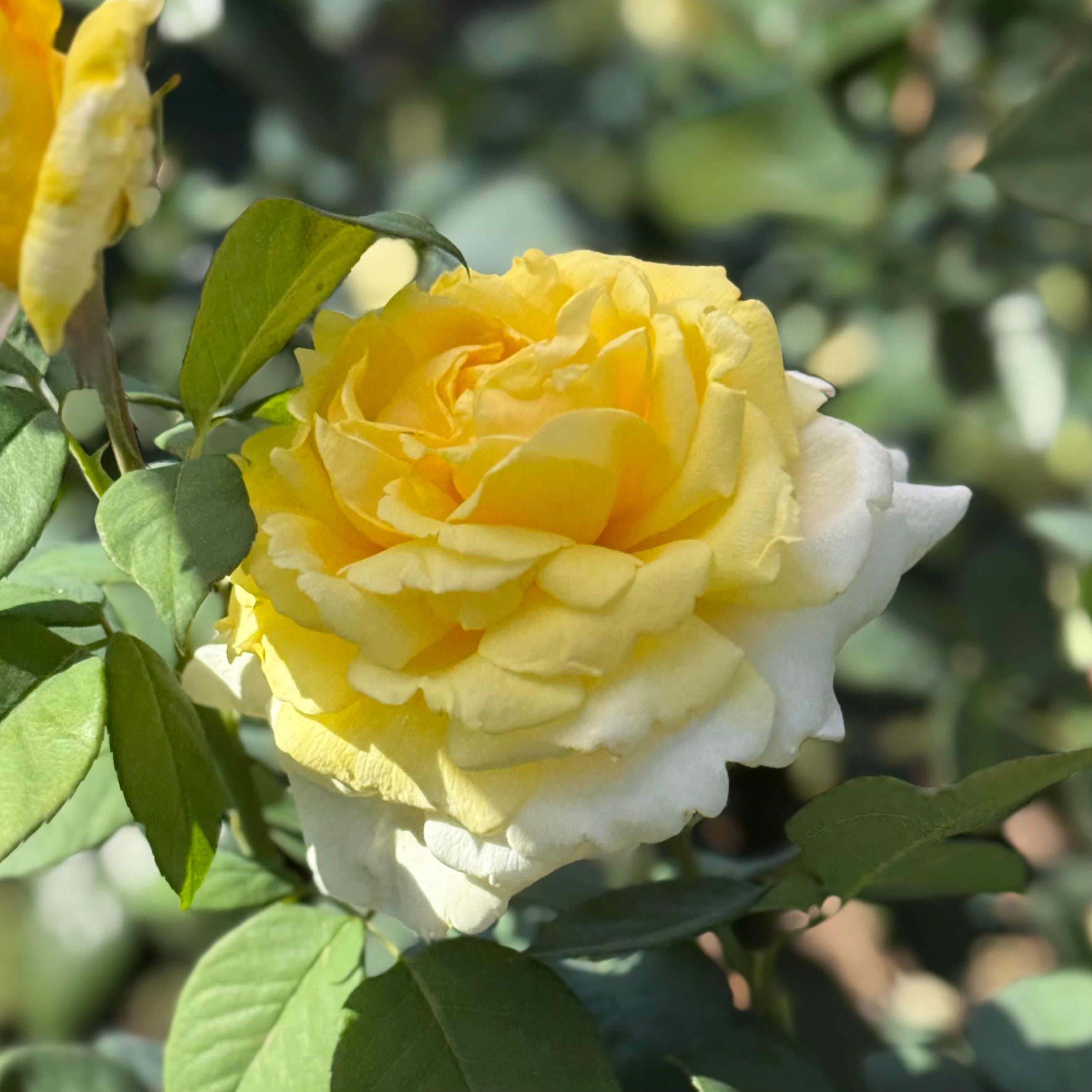 Chantilly Cream® Potted Rose Bush
