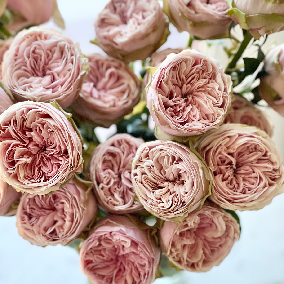 Senlitsu Rose Bush