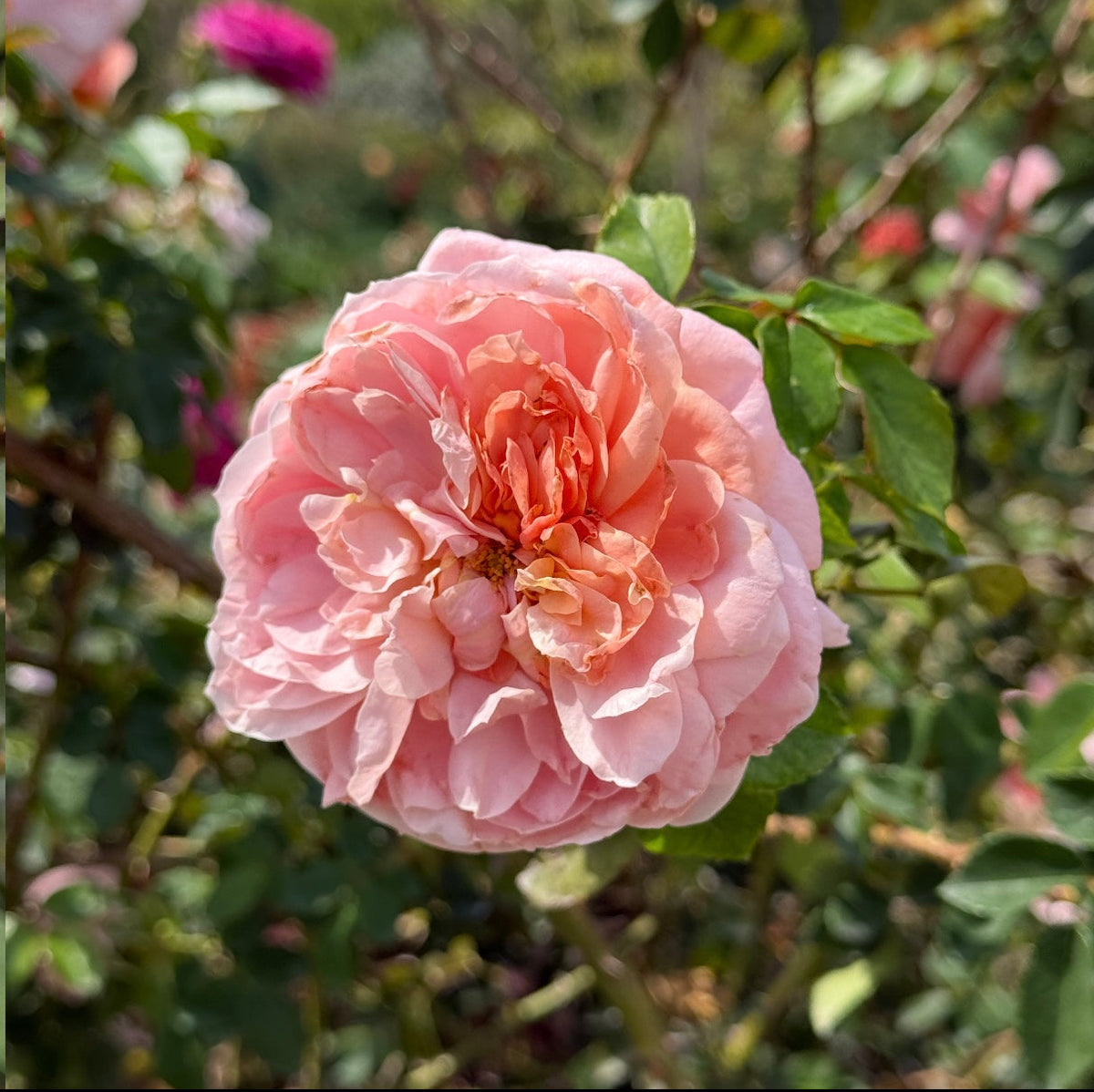 Colette™  Bare Root Climbing Rose