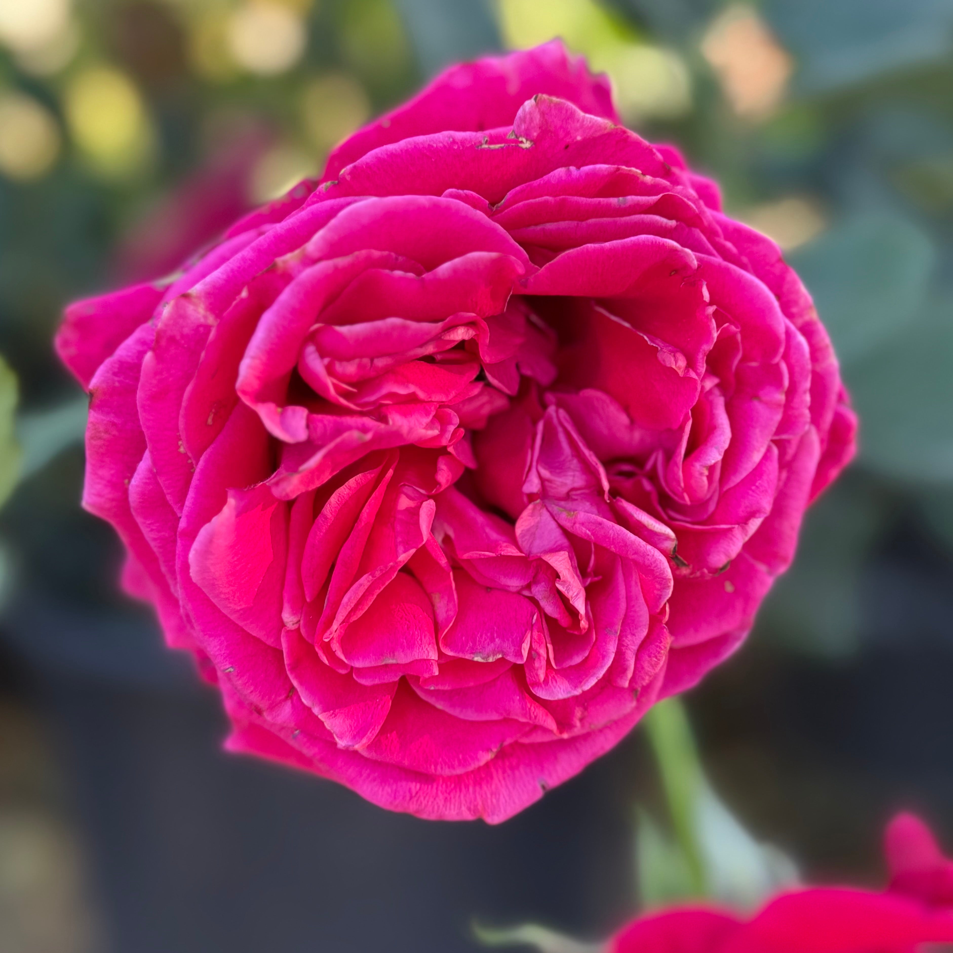 Veterans' Honor® Potted Rose Bush