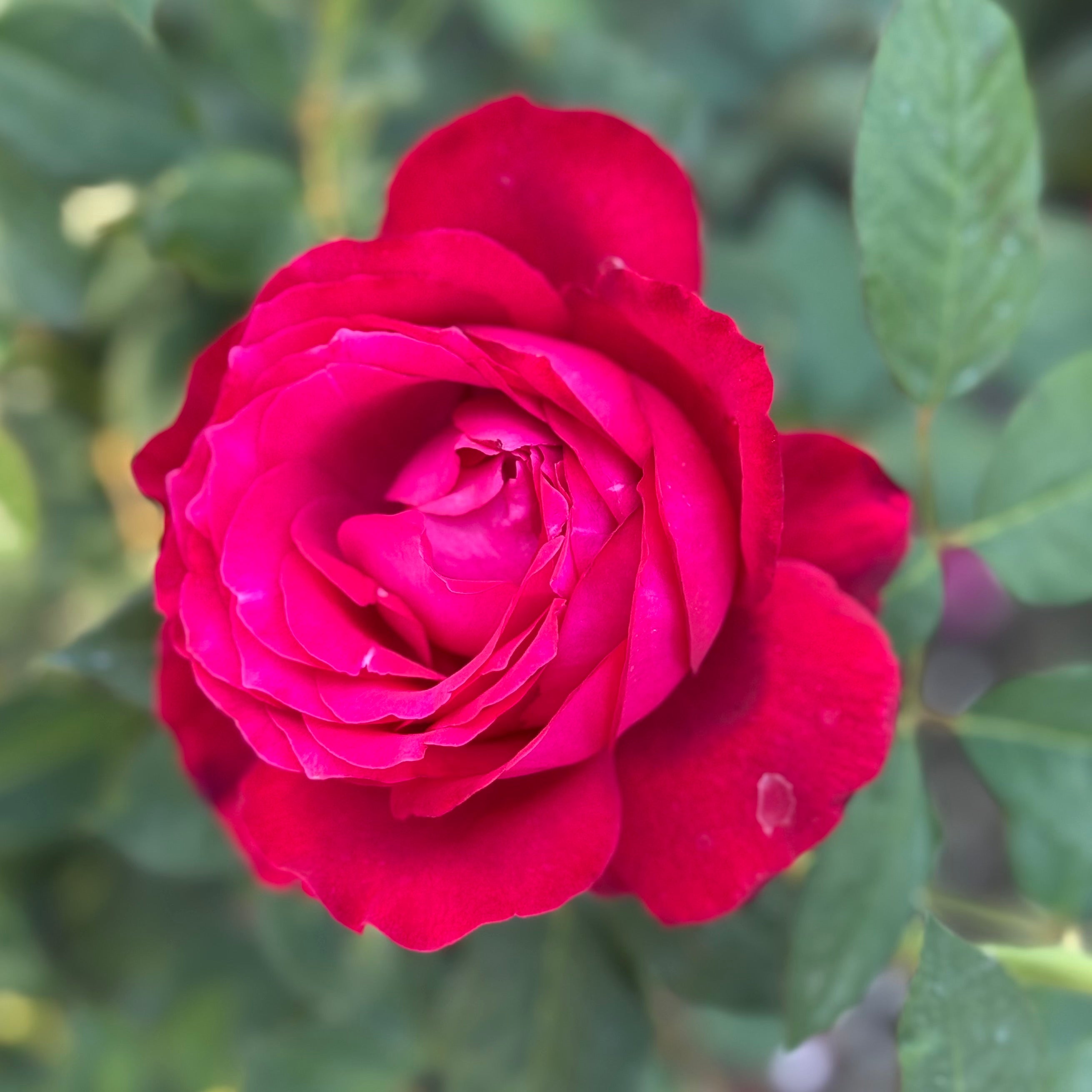 Janice Kellogg® Potted Rose Bush