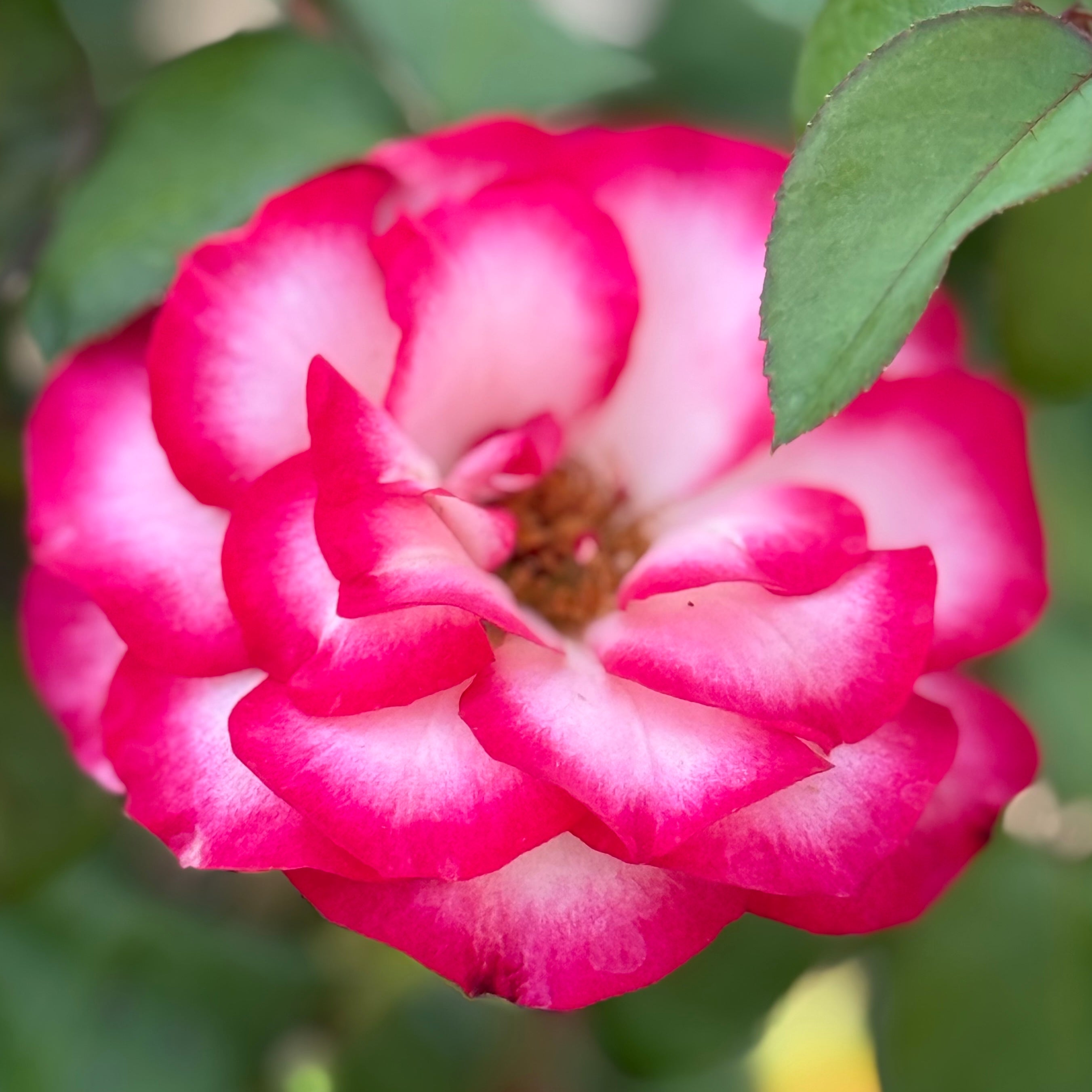 Tabris™ Potted Rose Bush
