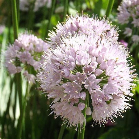 Ornamental Onion 'Summer Beauty' Potted Ornamental Onion Plant