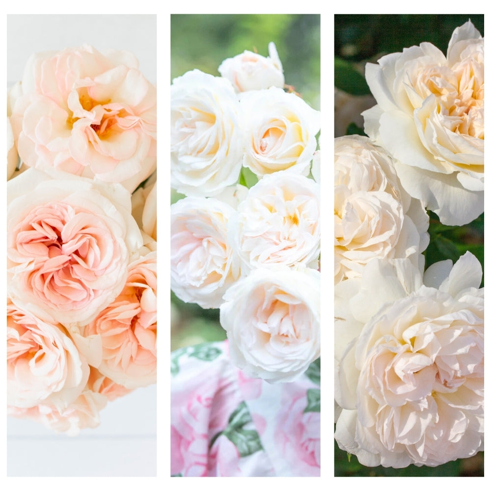 Gracie 50K Celebration Box