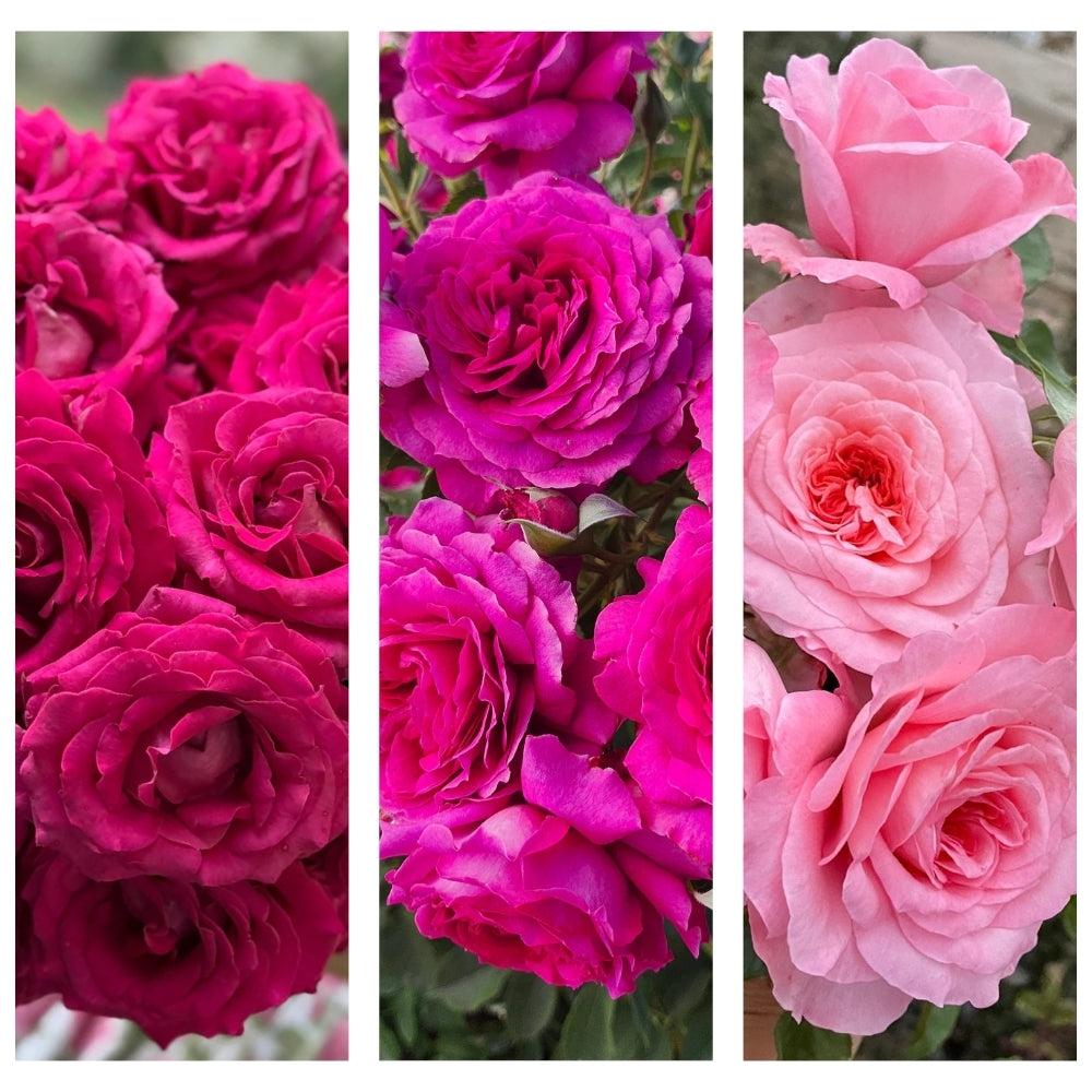 Colonel Brandon’s Promise® Garden Color Stories™ Bundle of 3 Bare Root Roses