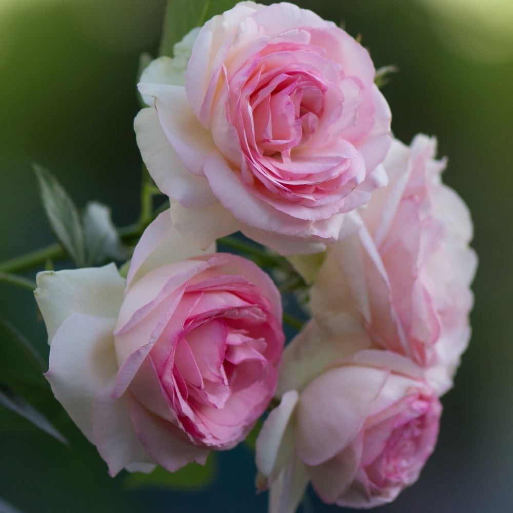 Eden Climber®   Bare Root Climbing Rose