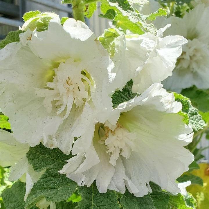 Hollyhock 'Spring Celebrities White' Potted Hollyhock Plant