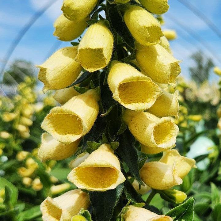 Foxglove Carillon Potted Foxglove Plant