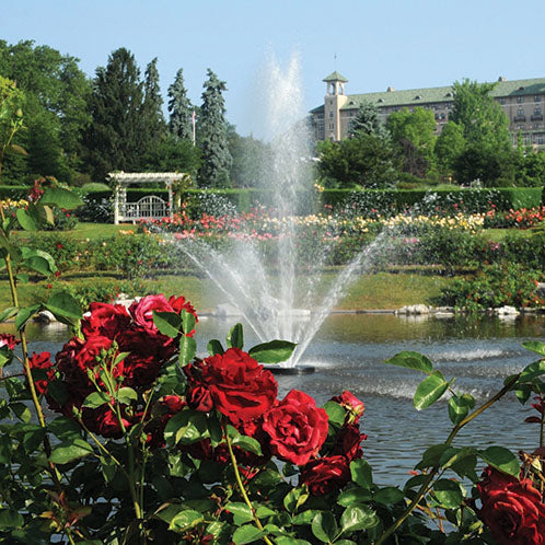 M.S. Hershey Bare Root Rose Bush