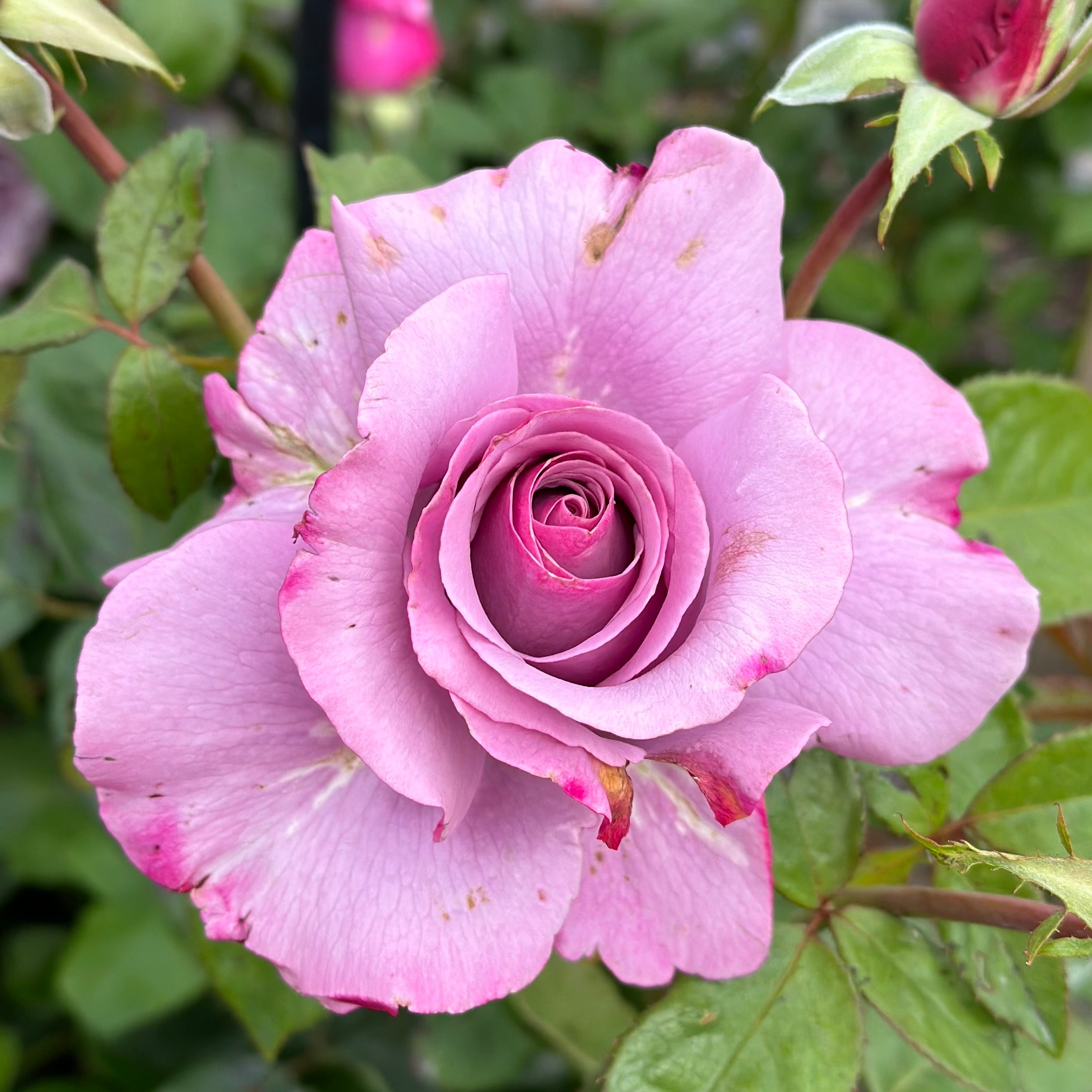 トップス rose Neptune Potted Rose Bush | Lavender Fragrant Rose | Grace Rose Farm