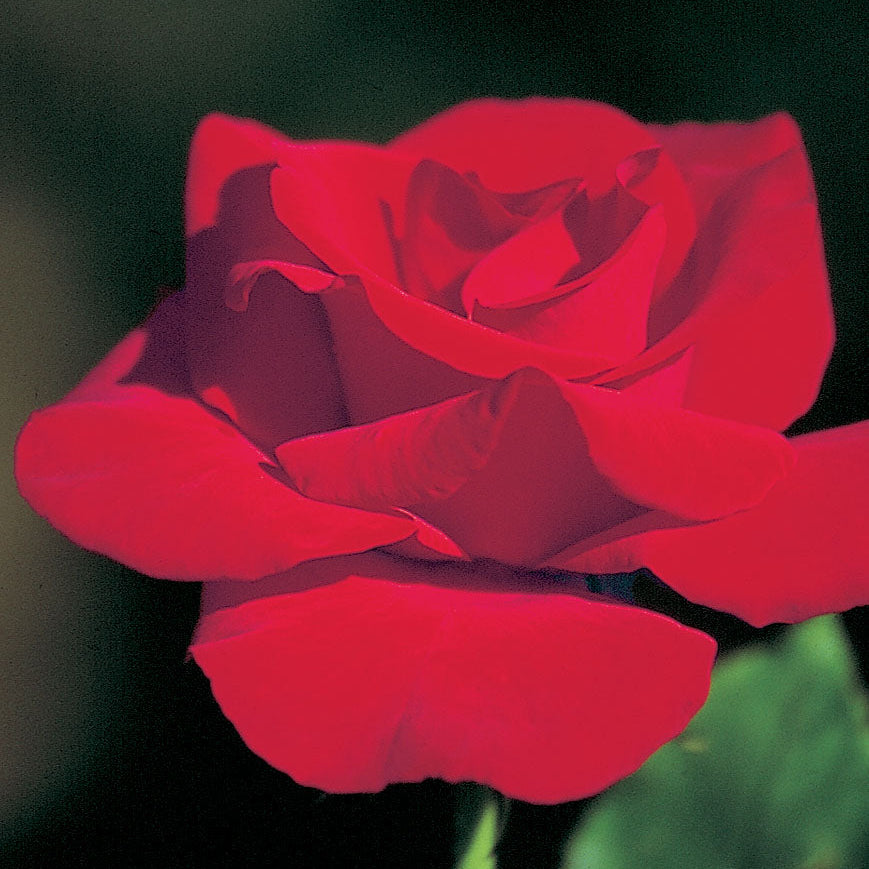 Peggy Rockefeller Potted Rose Bush | Yellow Hybrid Tea Rose | Grace ...