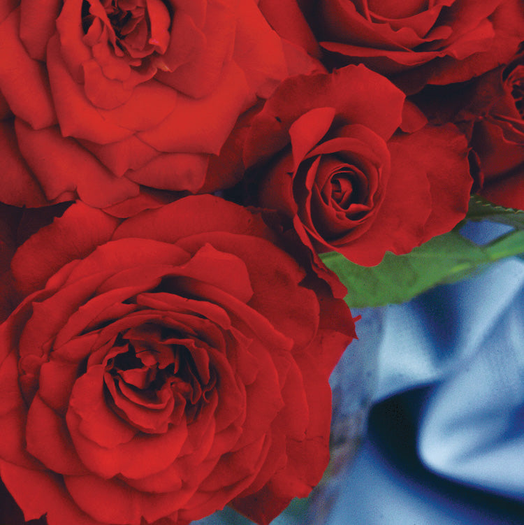 Ten-Ten® Bare Root Rose Bush