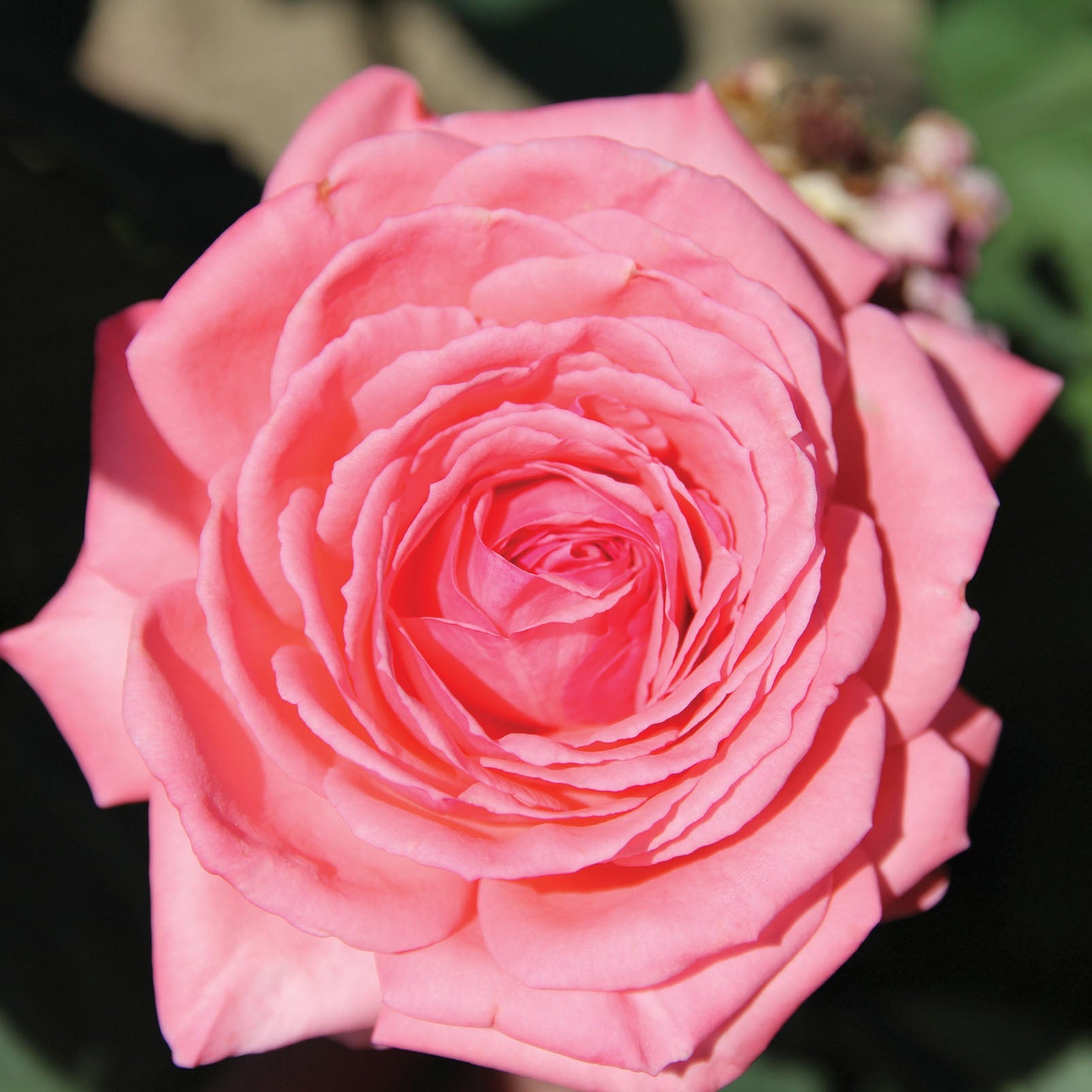Canada Blooms Bare Root Rose Bush