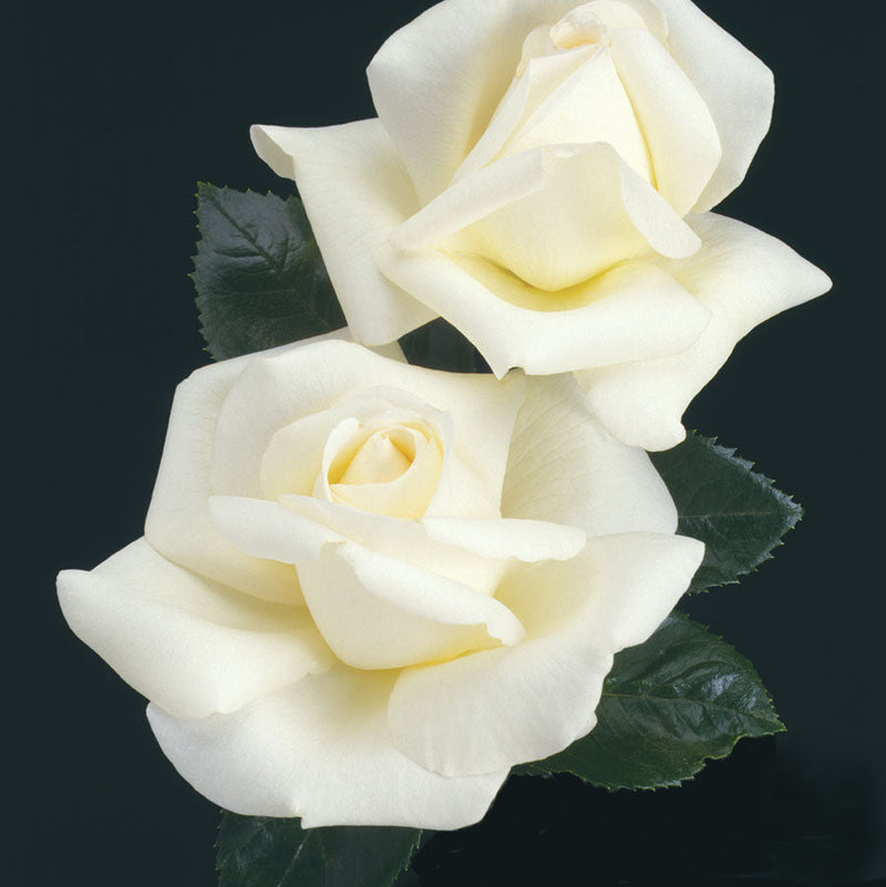 Home and Family™ Potted Rose Bush